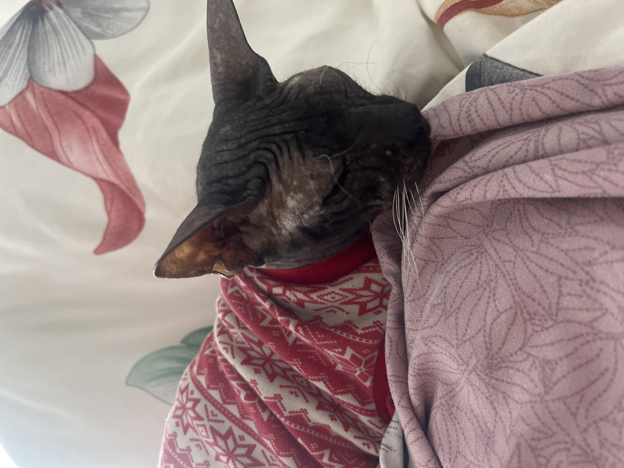A close-up, slightly overhead shot captures a dark-skinned Sphynx cat nestled comfortably in soft bedding. The cat appears to be sleeping or resting, with its eyes closed, and is cozily tucked under various layers of fabric. It wears a red sweater adorned with white Nordic-style patterns, including snowflakes and geometric designs.
The cat's head, predominantly dark grey or black and noticeably wrinkled, is visible in the upper left of the frame. Lighter, patchy areas are evident on its skin, particularly around its forehead and cheeks. Fine white whiskers extend from its muzzle, and one large, upright ear is clearly visible.
The bedding consists of a white sheet or duvet cover featuring a large, stylized floral design in pinkish-red and greyish-green. To the right of the cat, a crumpled pinkish-purple blanket or sheet with a subtle, debossed leaf pattern provides an additional layer of comfort. The red and white patterned sweater covers the cat's torso.
The lighting is soft and diffused, suggesting an indoor setting during the daytime. The scene conveys a sense of warmth, comfort, and peaceful slumber for the animal. No text is visible in the image. The setting is an indoor space, likely a bedroom, located in Votkinsk, Russia.