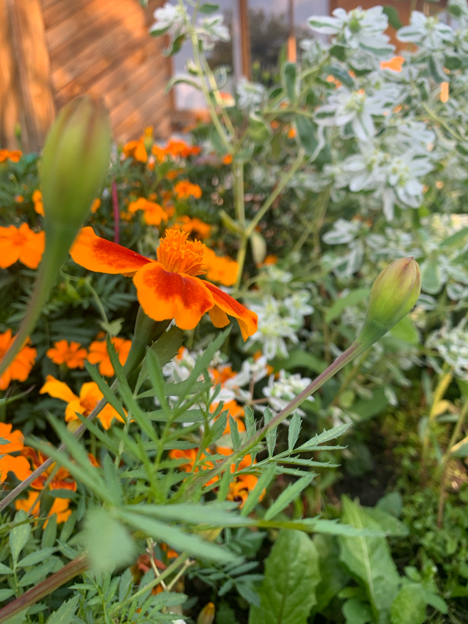 This is a close-up photograph of a garden scene, likely in Chishmy, Russia, featuring marigolds and other flowering plants. In the foreground, a green marigold bud is prominently displayed on the left, slightly out of focus. To its right, a vibrant orange and red marigold flower is in full bloom, also slightly out of focus. Behind these, a dense background of more orange marigolds can be seen, interspersed with some white and green foliage. On the right side of the image, another green marigold bud is visible, pointing towards the upper right corner. The lighting suggests it might be late afternoon or early morning, with a warm glow illuminating the wooden structure in the background. The overall impression is one of a lush and blooming garden.