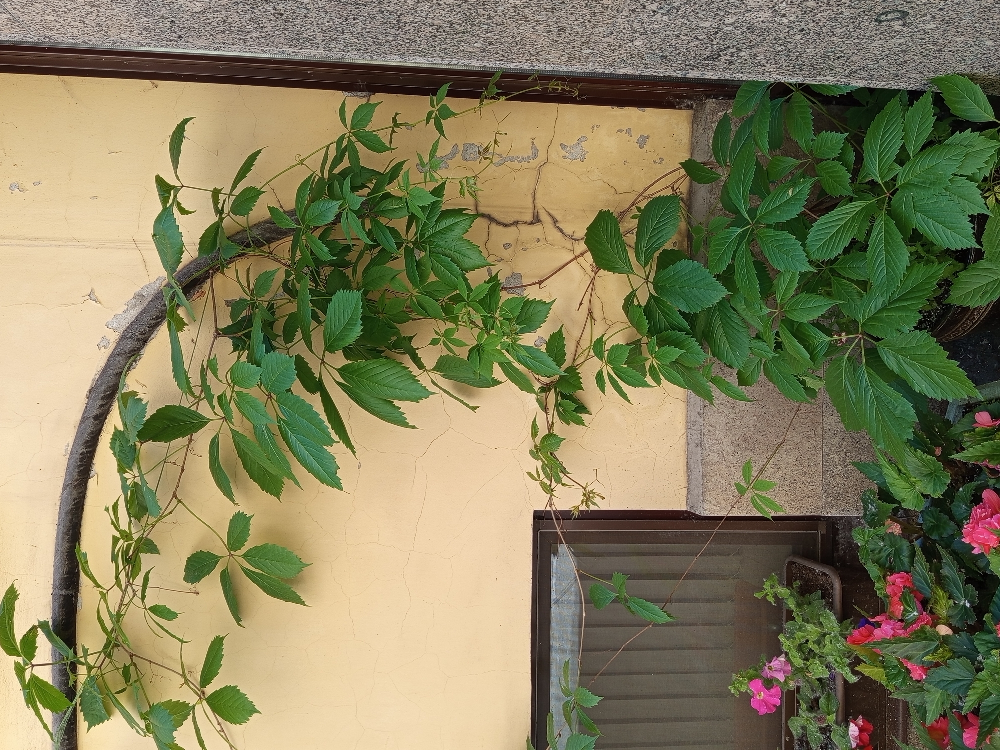 The image captures a close-up view of a building exterior in Saint Petersburg, Russia, likely on a bright day given the lighting. A thick, dark vine with vibrant green leaves is a prominent feature, arching across a pale yellow, textured wall that shows signs of age and cracking. To the left, a dark-framed window or ventilation grate with vertical slats is visible. Below the window, in planters, are various flowering plants, including pink and red blossoms. The overall impression is an urban scene with natural elements integrated into the architecture. The right edge of the frame shows a portion of a grey, granite-like textured surface, possibly another building or wall.