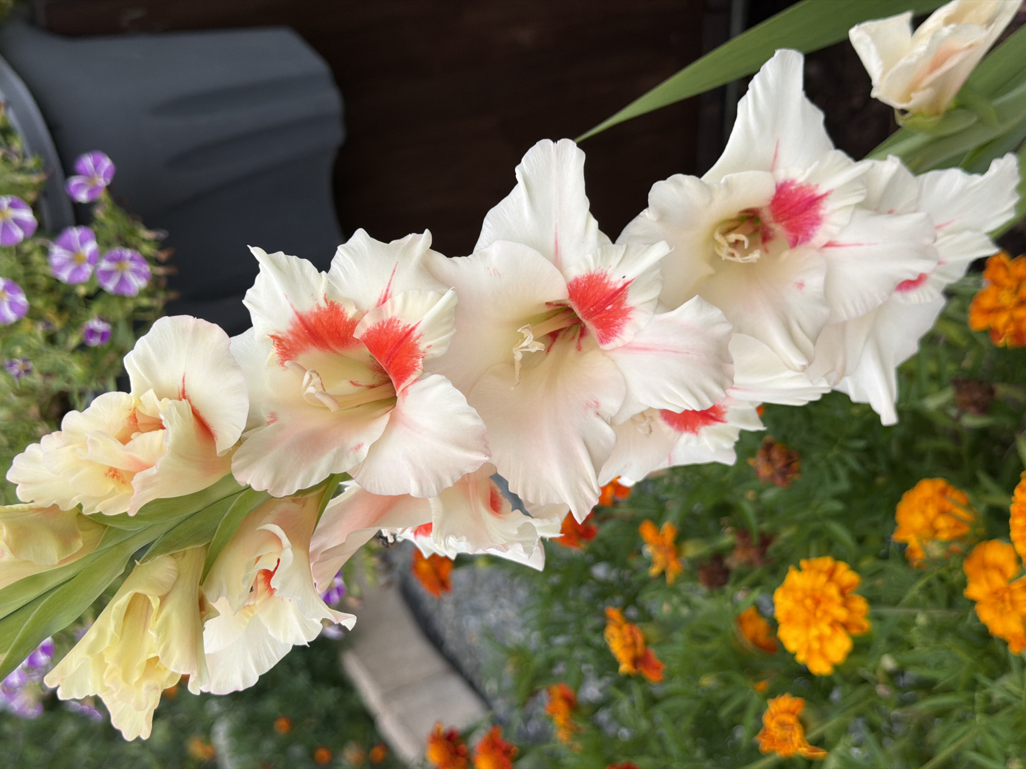 A vertical close-up shot of a gladiolus flower stalk with white and pale yellow petals, each accented with splashes of bright pink. The flowers are in various stages of bloom, with some fully open and others still budding. In the blurred background, a bed of vibrant orange marigolds can be seen, along with a dark gray planter holding purple and white petunias. The scene appears to be an outdoor garden, possibly in a residential or public space in Bayreuth, Germany, characterized by a natural and floral setting. There are no people or animals visible in the image.