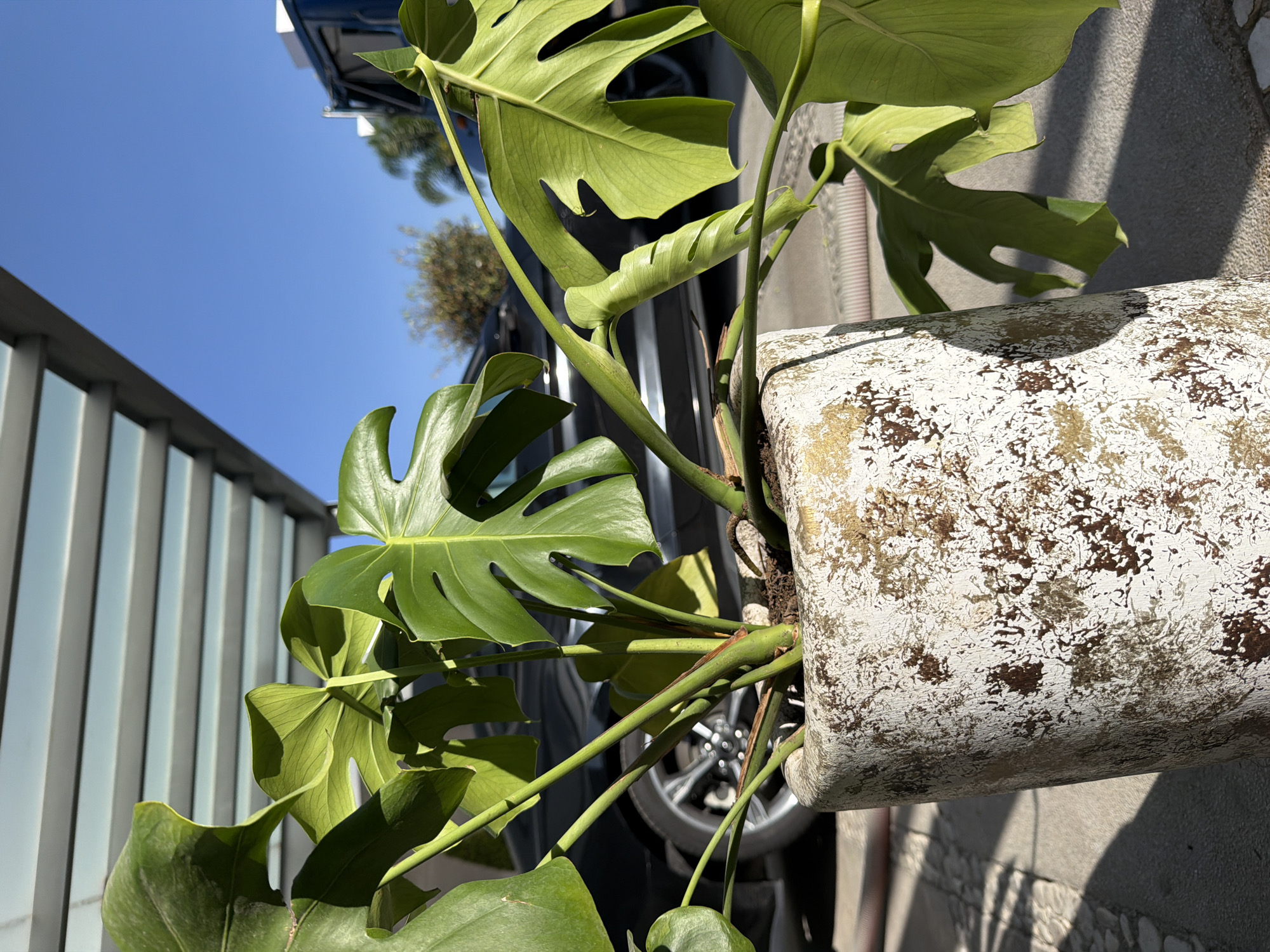 This image, captured in Santa Clara Ocoyucan, Mexico, showcases a vibrant Monstera plant set outdoors on a sunny day. The large plant, a prominent subject, displays several broad, green leaves, many of which exhibit the characteristic fenestrations or "swiss cheese" holes. A notable detail is a young leaf unfurling in a tightly coiled spiral, indicating new growth.
The Monstera is planted in a large, rectangular pot with a distinctive distressed finish, appearing white with mottled gold and brown patterns, suggesting an aged or artistic texture. The setting places the plant in what seems to be a semi-urban or suburban environment. In the background to the left, a modern fence or railing with vertical light gray panels is visible. Behind the plant, part of a dark-colored vehicle, likely an SUV or truck, is parked, with a silver-spoked wheel reflecting the sunlight.
The bright blue sky, clear and cloudless, dominates the upper left portion of the image, signifying good weather. Strong, well-defined shadows are cast on the ground and surfaces around the pot, suggesting it is either morning or early afternoon. A textured concrete surface, possibly a sidewalk or low wall, is visible in the lower right. No people are present, and no specific activity or event is taking place; the scene is a static snapshot of an outdoor plant display. There is no visible text in the image. The overall impression is one of natural beauty thriving under clear skies in a built environment.