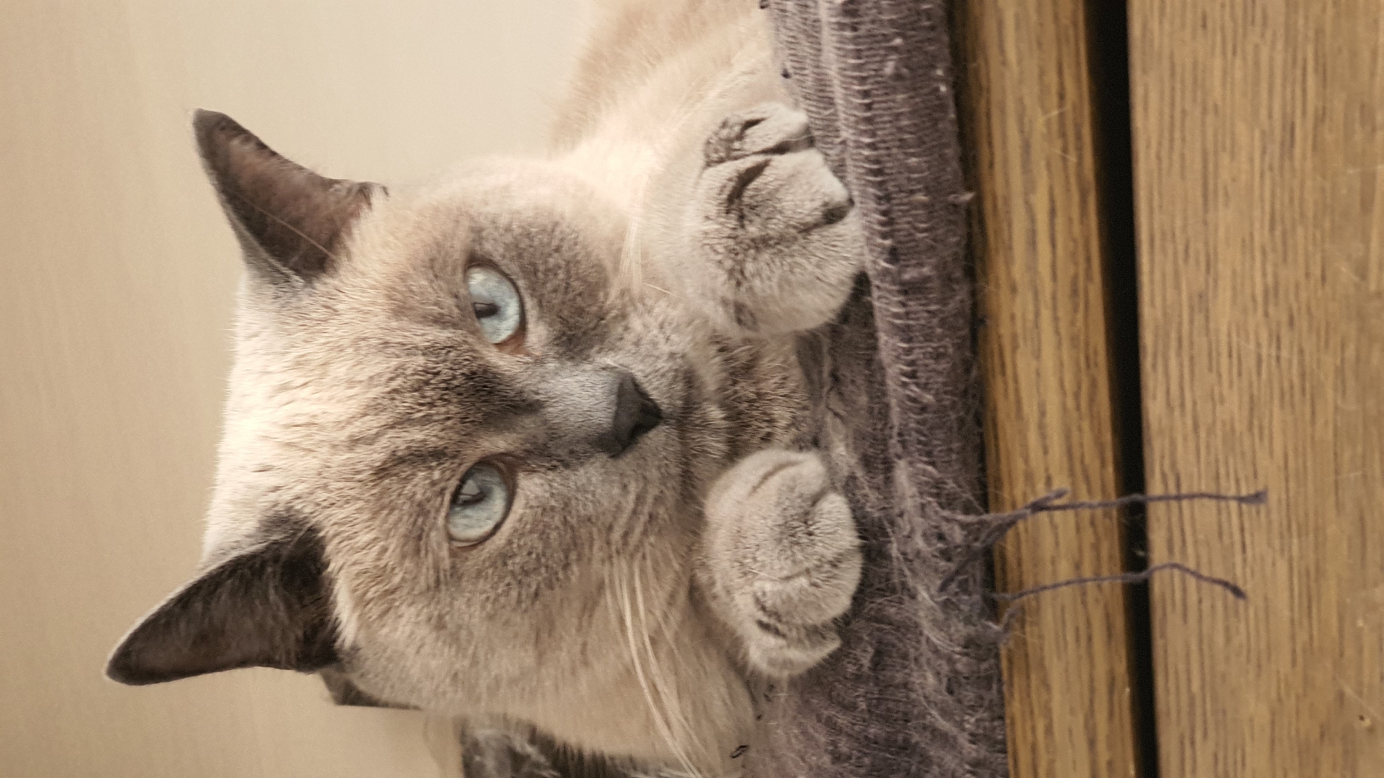 A close-up, head-on shot captures a Siamese cat with piercing blue eyes. The cat's fur is a light cream color, with darker shading on its ears and face. Its paws are resting on a textured, dark gray fabric, which appears worn and frayed, with loose threads hanging down. The background is a plain, neutral beige wall, and the cat is positioned on a wooden surface. There are no discernible landmarks or indicators of location within Krasnoyarsk, Russia, or any city for that matter. The scene is static, with the cat in a resting pose.