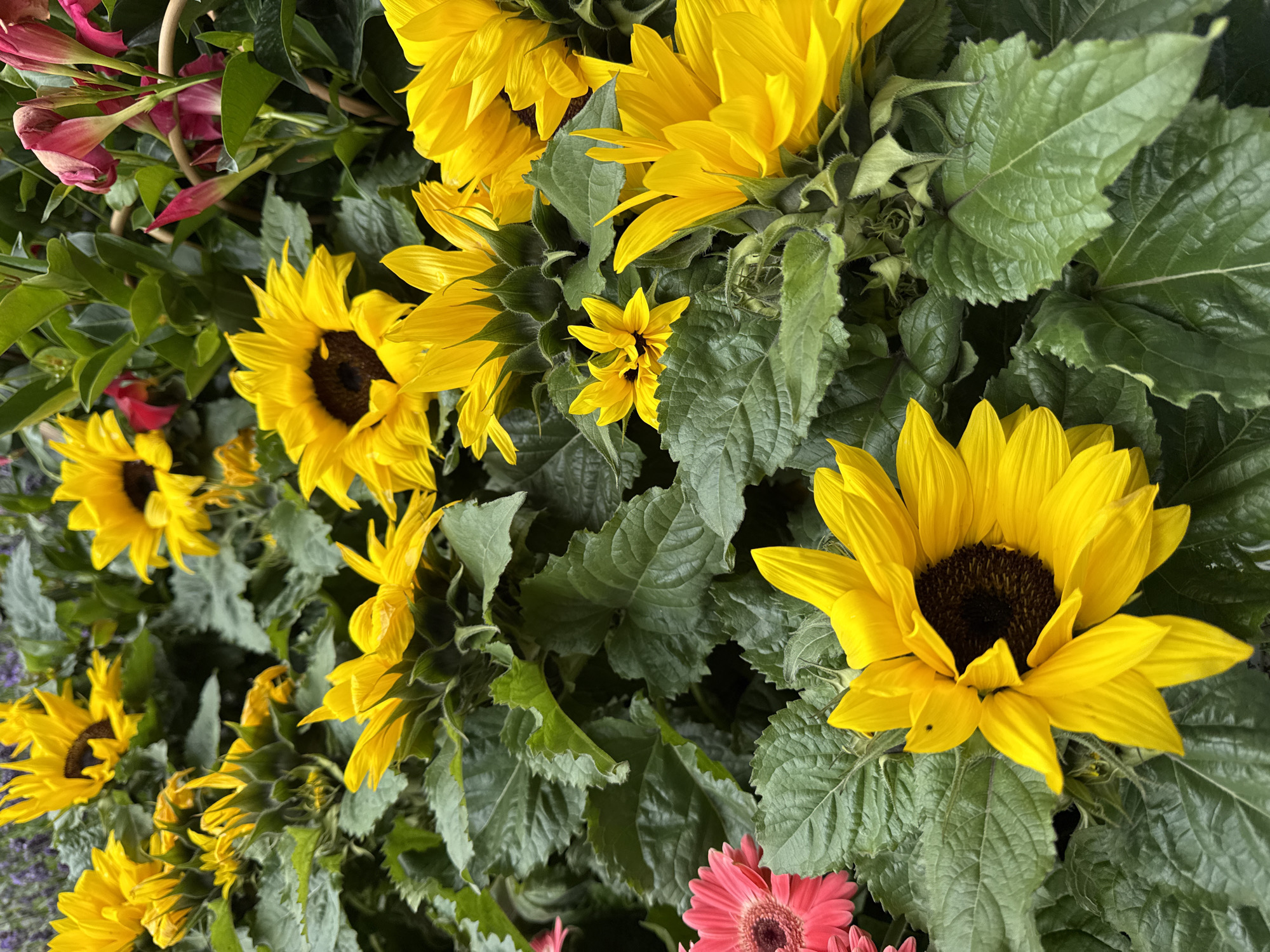 This vibrant, close-up photograph captures a dense and colorful arrangement of flowers, predominantly featuring numerous bright yellow sunflowers. The sunflowers are displayed in various stages of bloom, ranging from smaller, younger blossoms to larger, fully opened flowers with distinct yellow petals and dark brown, textured centers. These are set against a backdrop of their own large, green leaves, which show prominent veins and add to the lushness of the scene.
Interspersed among the sunflowers are hints of other flower species. In the upper left corner, several reddish-pink, trumpet-shaped flowers and buds, possibly from a climbing plant, are visible. Towards the bottom right, the edge of a vivid pink flower, resembling a Gerber daisy with its layered petals and central dark disk, adds another splash of color.
The scene depicts a static floral display, likely in a garden or nursery setting, under bright, natural daylight. The healthy and well-hydrated appearance of the plants suggests a thriving environment. There is no discernible activity taking place, nor is any text visible within the frame. The overall impression is one of natural beauty and cheerfulness, located in Embrach, Switzerland.