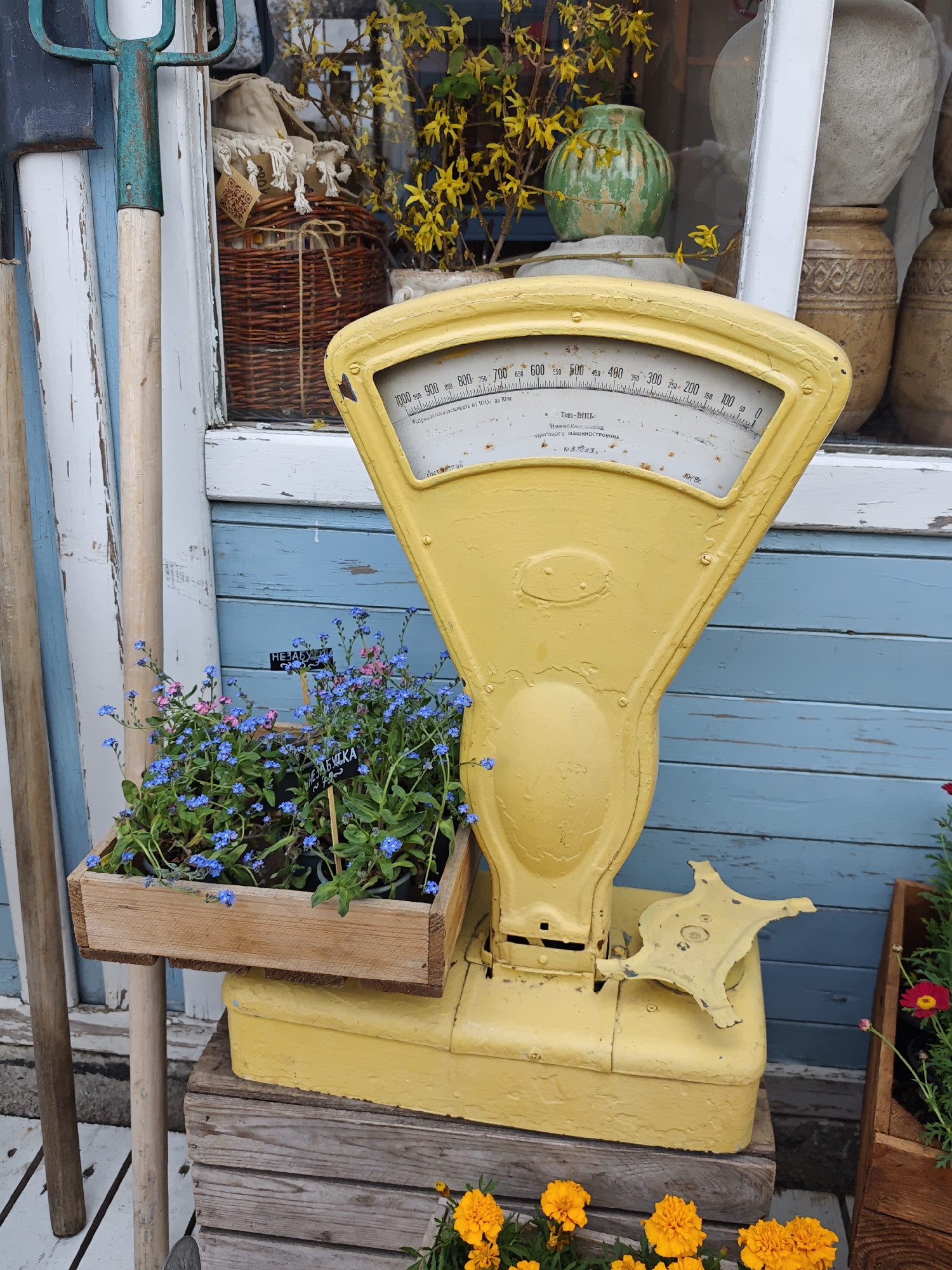 The image presents an outdoor scene featuring a vintage yellow weighing scale used as a decorative element in what appears to be a garden or shop display. The scale sits on a wooden crate, with a wooden planter box containing forget-me-not flowers (indicated by small signs with Cyrillic script, specifically "НЕЗАБУТКА" which translates to "forget-me-not") placed on the scale's weighing platform. The scale's dial indicates measurements from 0 to 1000, with text in Russian indicating it can weigh items from 100 grams to 10 kilograms. The scale was manufactured by the Kyiv Factory of Trade Machinery in 1979.
Additional elements include a garden fork and other wooden handled tools leaning against a weathered blue and white painted wall behind the scale. Vases and a basket are visible through a window in the background, along with yellow flowering branches. Marigold flowers in a planter are seen at the bottom of the frame.
The Cyrillic text on the signs and scale indicates that this scene is likely in a location where the Russian language or Cyrillic script is used, pointing to Kyiv, Ukraine.