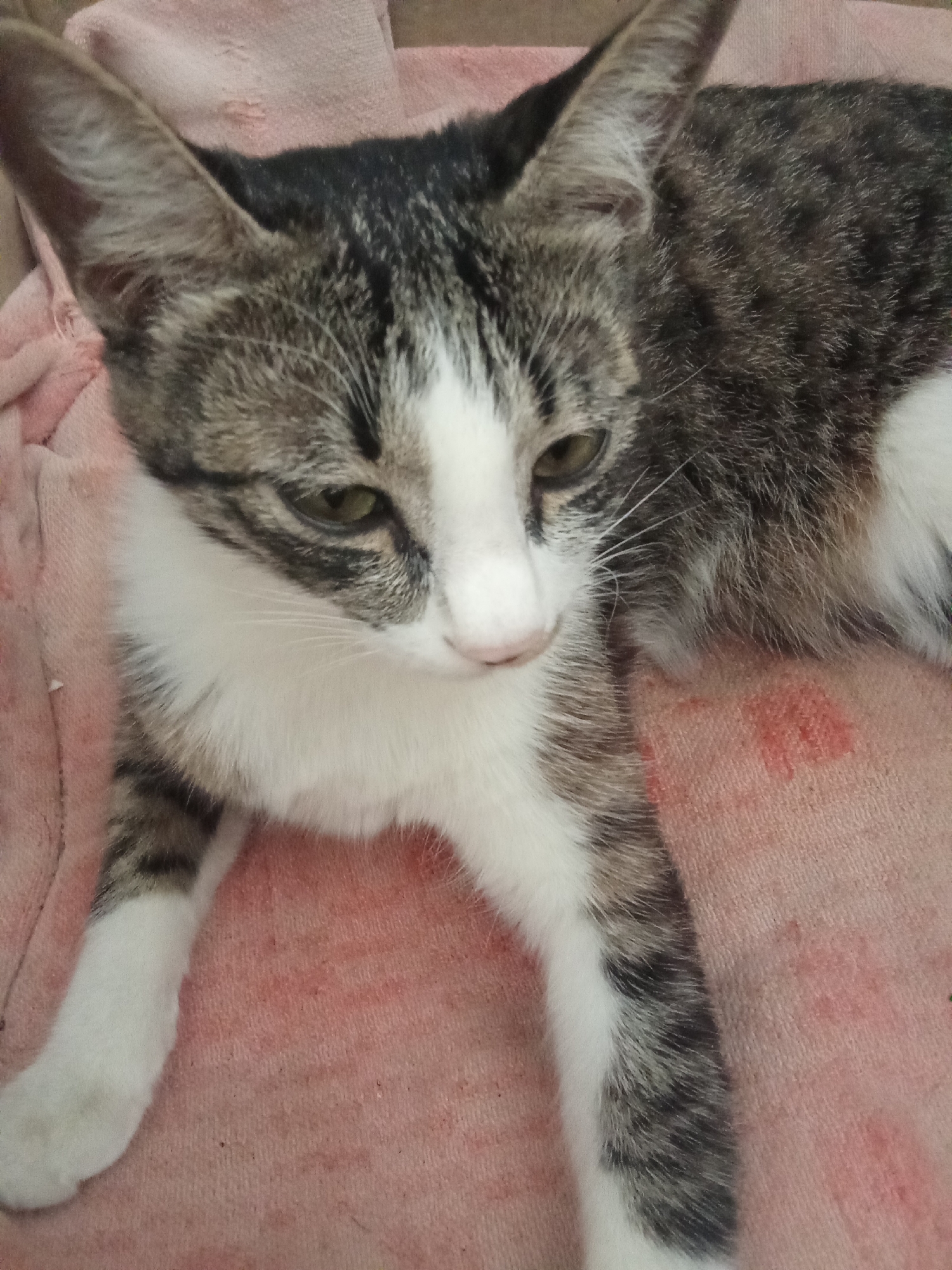 A domestic short-haired cat with tabby markings and white fur is lying on a pink blanket. The cat is in a relaxed posture, with its paws extended. Its eyes are open and looking to the side. The background is out of focus, but appears to be a soft surface. The image was taken indoors, likely in a residential setting, in Fergana City, Uzbekistan.