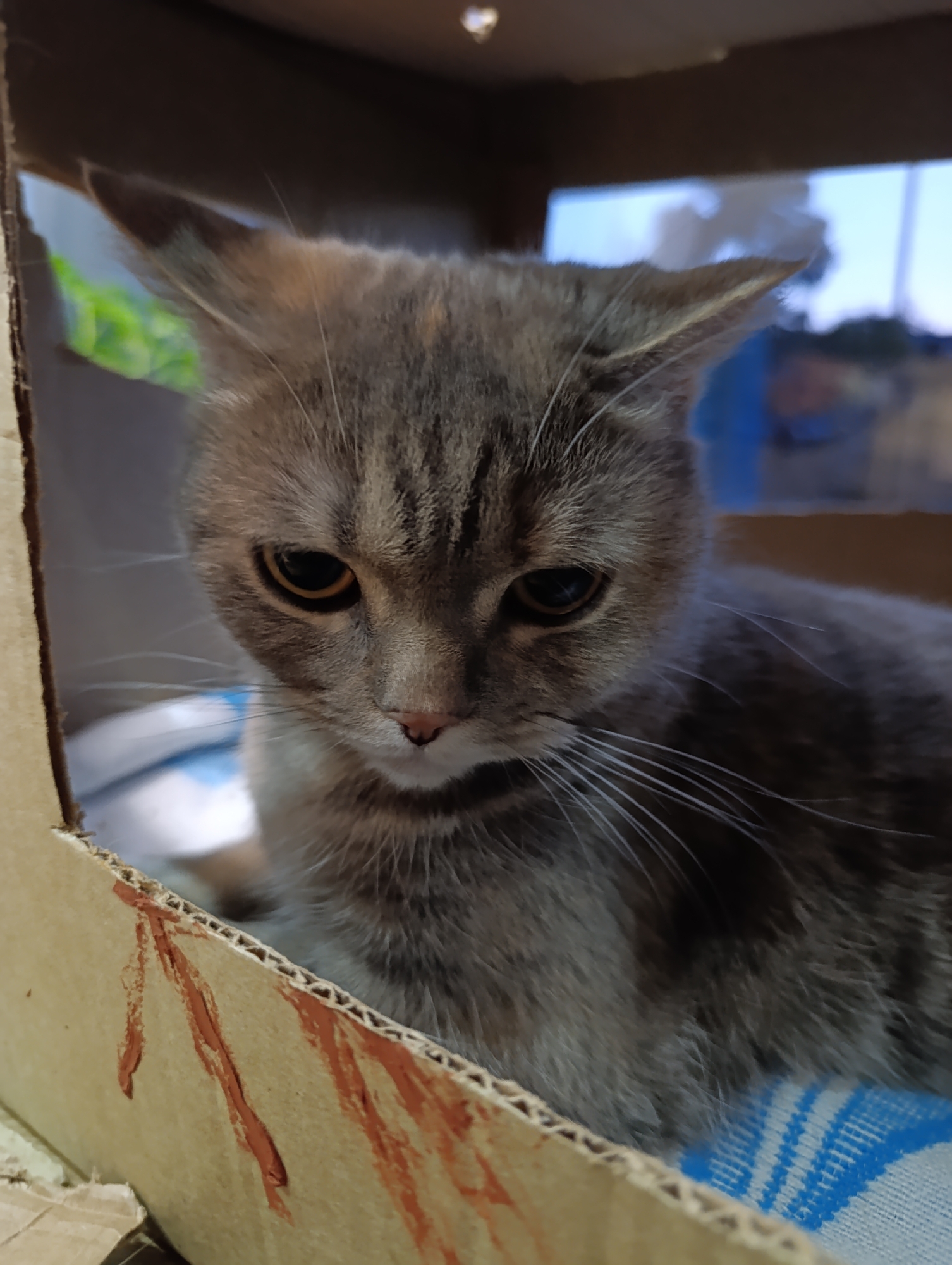 A gray tabby cat is inside a cardboard box. The cat has golden eyes and is looking down. The cat is on a blue and white striped blanket. The cardboard box has a marking that looks like an arrow in red. The background through the opening in the box appears to be outdoors, possibly dusk or early evening. The location is Chaikovsky, Russia.