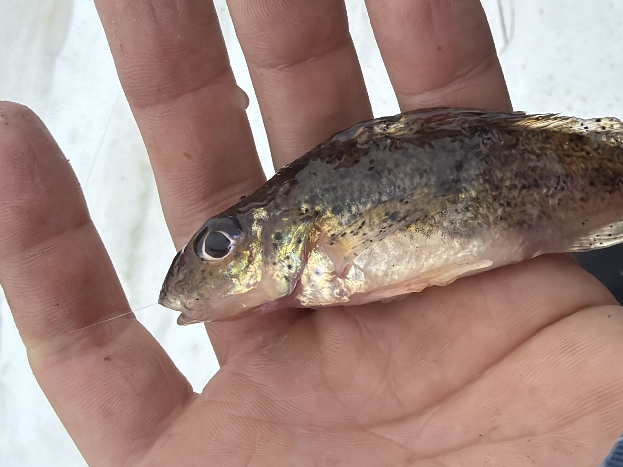 A small, freshly-caught fish is held in a person's hand. The fish, possibly a juvenile or small species, has a dark back with speckled patterns and a silver belly. A fishing line protrudes from its mouth. The person's hand is light-skinned, with visible lines and textures. The background is predominantly white, likely snow or a light-colored surface, suggesting an outdoor environment. There is no information to locate this image in the city of Chaikovsky, Russia.