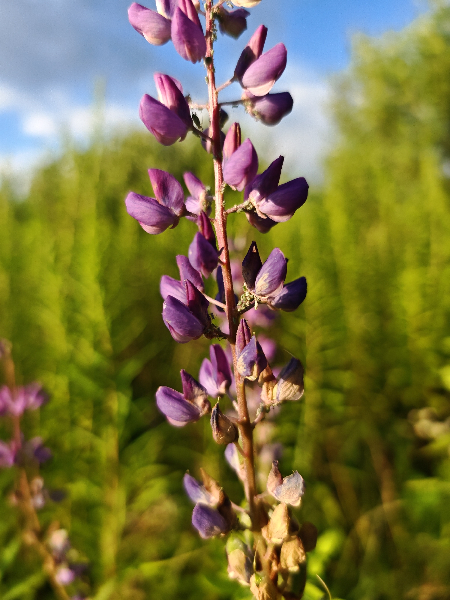 A close-up, low-angle shot captures a tall, slender stalk of purple lupine flowers, most of which are closed buds, against a blurred background of vibrant green foliage and a bright blue sky with wispy clouds. The sunlit flowers display delicate purple petals, some tinged with lighter shades, and tiny dark insects are visible clinging to a few of the buds. The stalk is a reddish-brown, with some dried, brown remnants of past blooms at its base. The overall impression is a serene natural setting, likely an outdoor field or meadow in the vicinity of Mežezeri, Latvia, illuminated by warm, late afternoon sunlight.