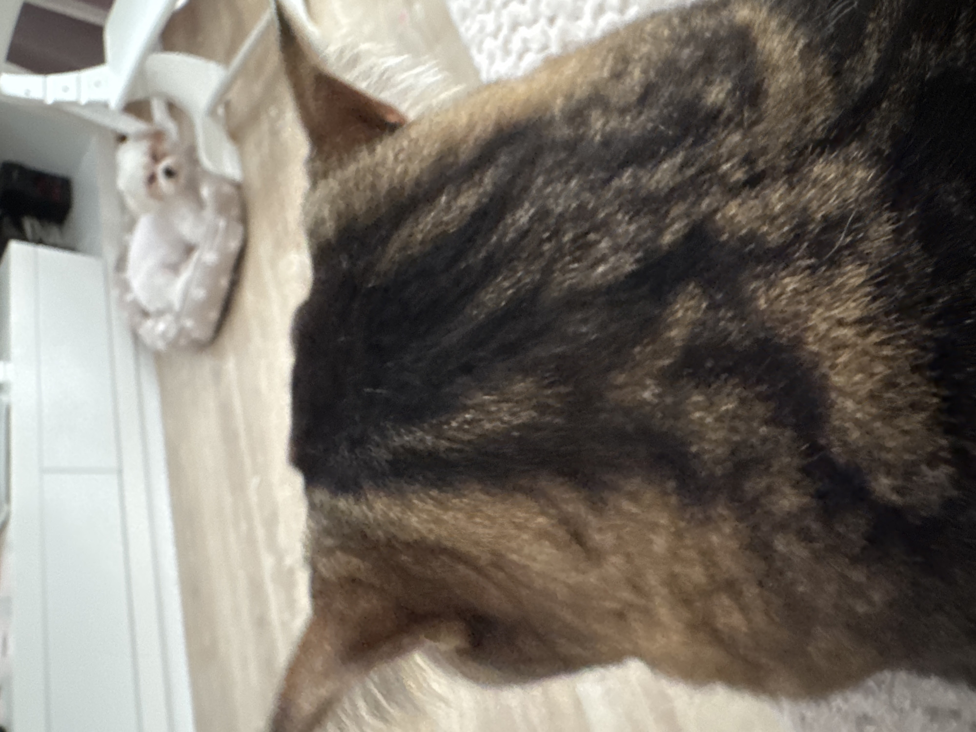 The image shows the back of a cat, with its ears visible. In the background, a small white dog is lying in a dog bed. The environment appears to be indoors, possibly a living room, with wooden flooring and furniture visible. The image is taken from a low angle, suggesting the viewer is at the cat's eye level. There is no information about the location in Mikhaylovsk, Russia.