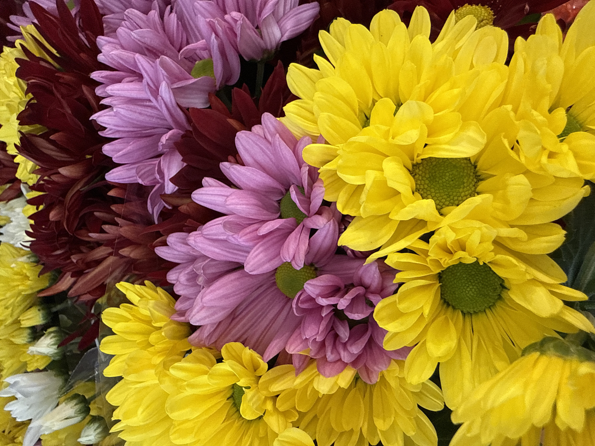 A close-up, overhead shot showcases a vibrant bouquet of chrysanthemums in various colors: bright yellow, soft pink, and deep burgundy. The flowers fill the frame, with their delicate petals overlapping and creating a textured pattern. The centers of the yellow flowers are a striking green. The image does not contain any information about the city of Bad Lauterberg im Harz, Germany, nor does it depict any people, actions, or specific environmental details beyond the flowers themselves.