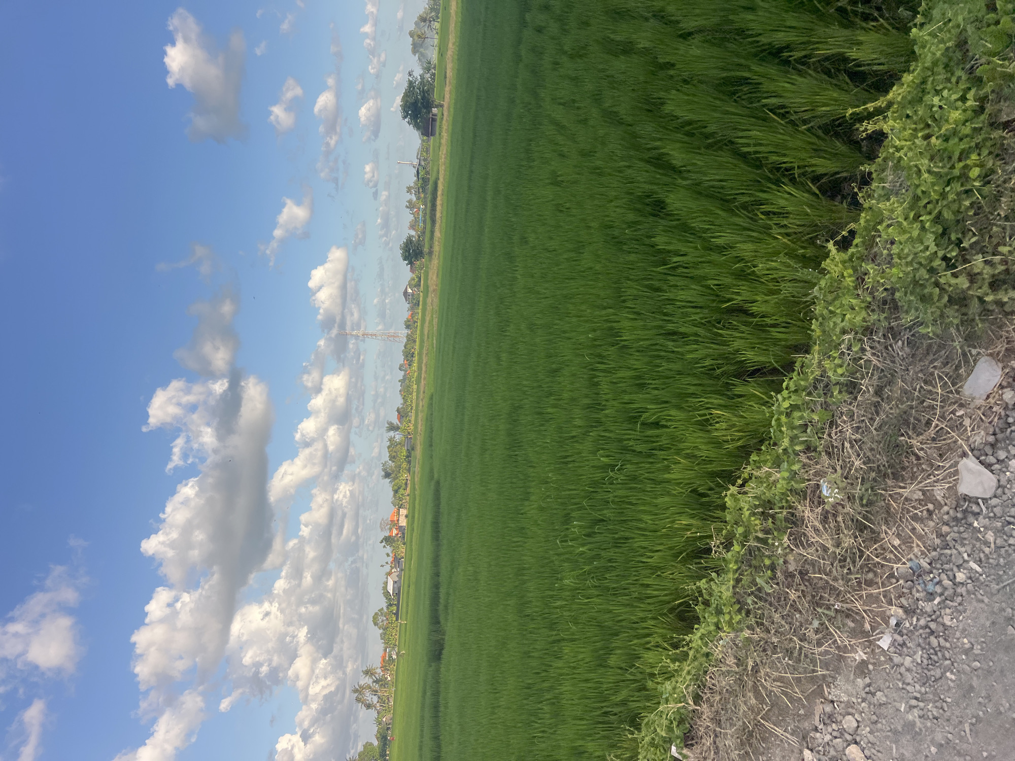 The image depicts a vast, green rice paddy field under a bright blue sky dotted with fluffy white clouds. In the distance, a cluster of houses with red roofs and some palm trees are visible. A tall communication tower stands out against the horizon, alongside some other structures and trees. The foreground shows a dirt path with scattered rocks and dry vegetation. The scene appears to be a rural landscape, likely located in the city of Kediri, Indonesia, judging by the architectural style and vegetation. There are no people or animals visible in the image. The overall impression is one of tranquility and natural beauty.