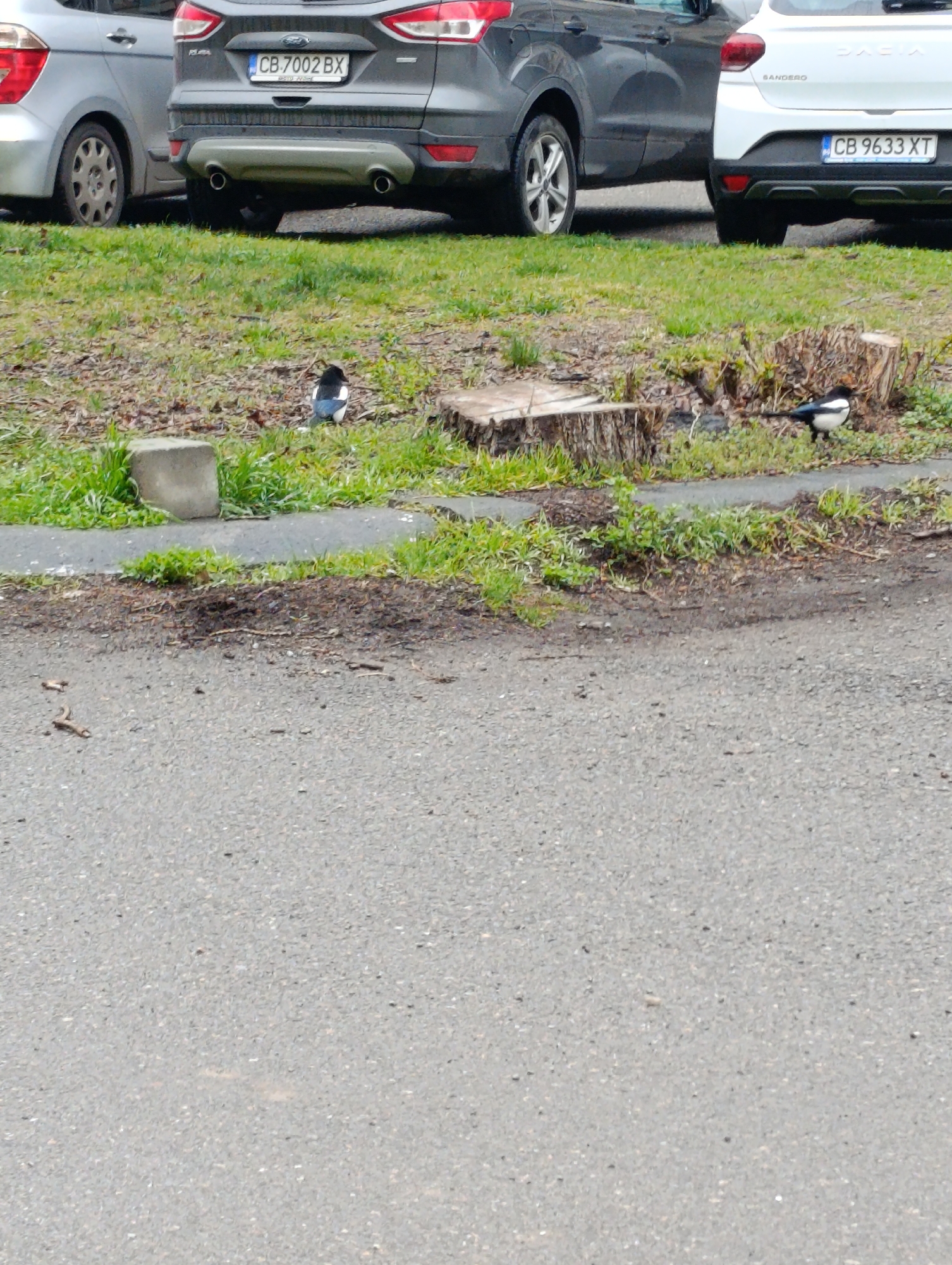 The image depicts a street scene in Sofia, Bulgaria. In the background are three parked cars, a grey Ford Kuga (license plate CB 7002 BX), a white Dacia Sandero (license plate CB 9633 XT), and an additional silver car. In the midground, a grassy area with a tree stump, a concrete block, and two magpies are visible. One magpie is near the concrete block, and the other is near the tree stump. The foreground is dominated by an asphalt road. No people are visible.