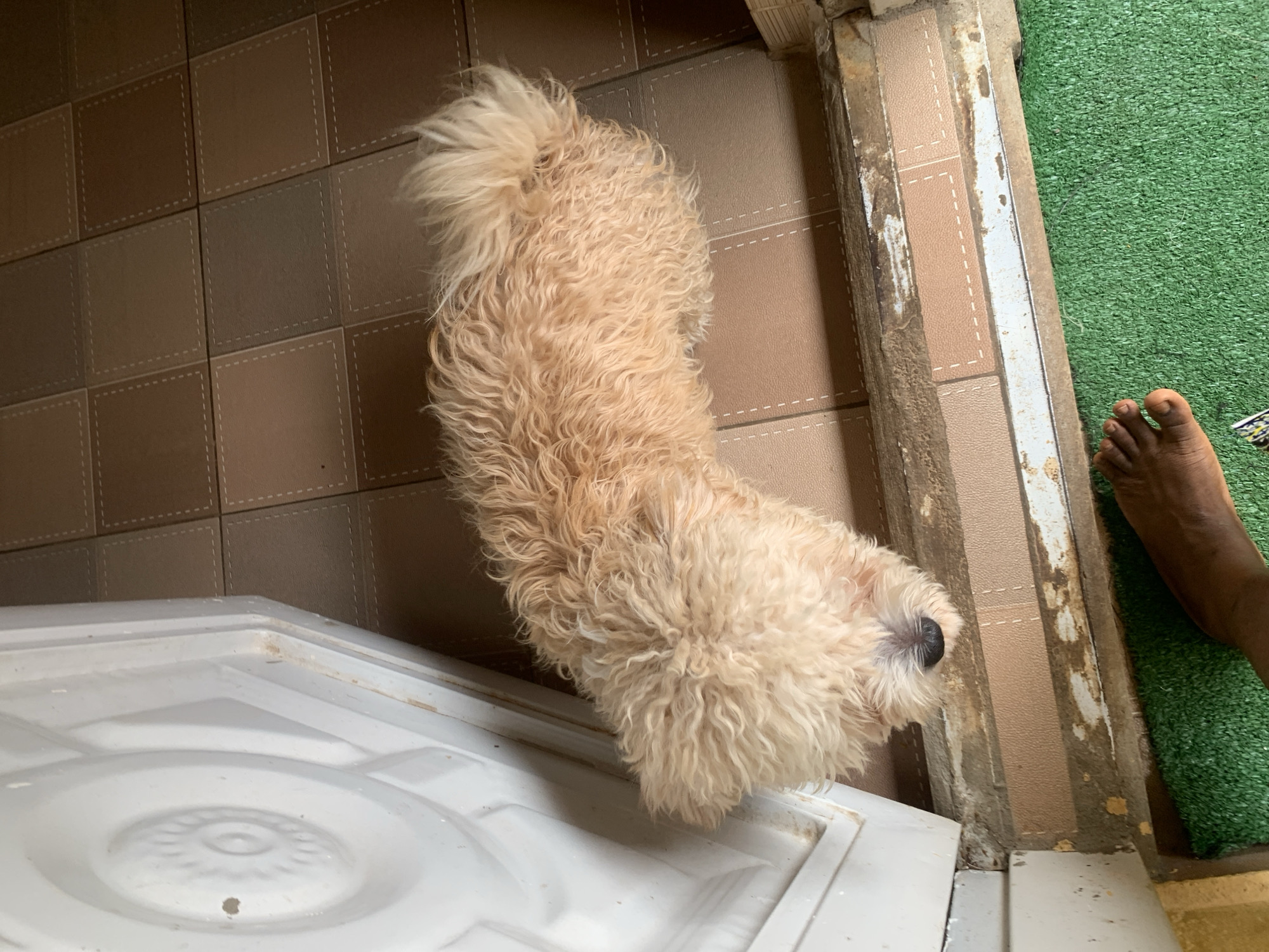 A light brown poodle-mix dog with curly fur stands on a tile floor in what appears to be an entryway. The dog's head is down, and it is facing towards the camera. To the left of the dog is a white door frame with decorative molding. The floor is made of square brown tiles with white stitching details. In the foreground, a bare foot with dark skin is visible on a green surface, possibly artificial grass. The scene is likely located at the entrance of a residential building in Rido, Nigeria.