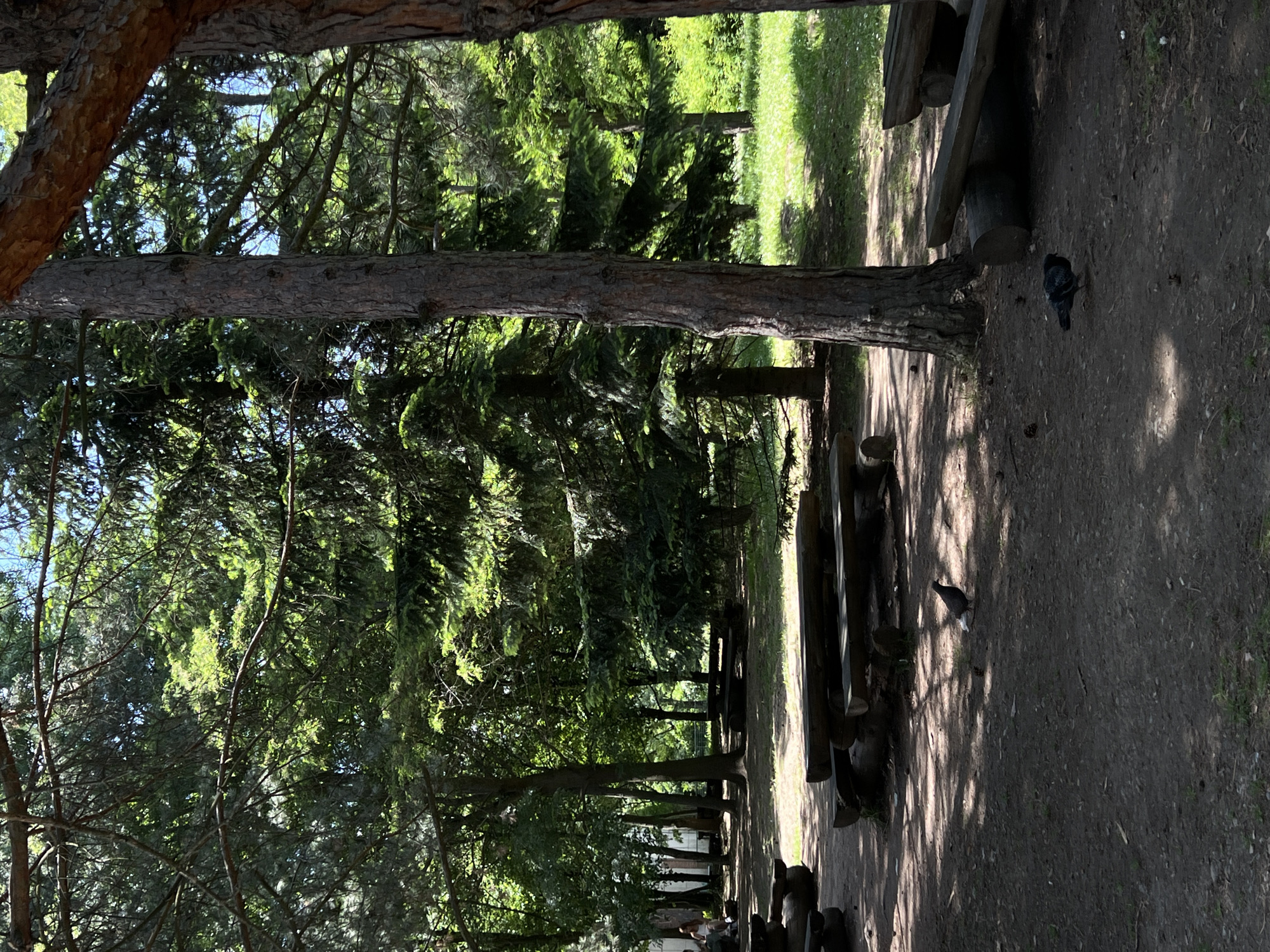 The image depicts a picnic area in a park, likely in Sofia, Bulgaria, given the presence of mature trees and a generally sunny, temperate climate suggested by the lush greenery. In the foreground, a dirt path is visible, with several rustic log benches arranged around what appears to be a fire pit, though the pit itself is not clearly discernible. Two pigeons are present on the path. One pigeon, with grey and white plumage, stands near the center, facing to the left. Another pigeon, predominantly dark grey, is further to the right, facing downwards. In the middle ground, more log benches and tables are set up under the shade of tall coniferous and deciduous trees. Sunlight filters through the dense foliage, creating dappled patterns on the ground. In the background, a grassy area with more trees and some distant structures, possibly part of a building or facility, can be seen. The overall scene is one of a natural recreational space, maintained for public use.