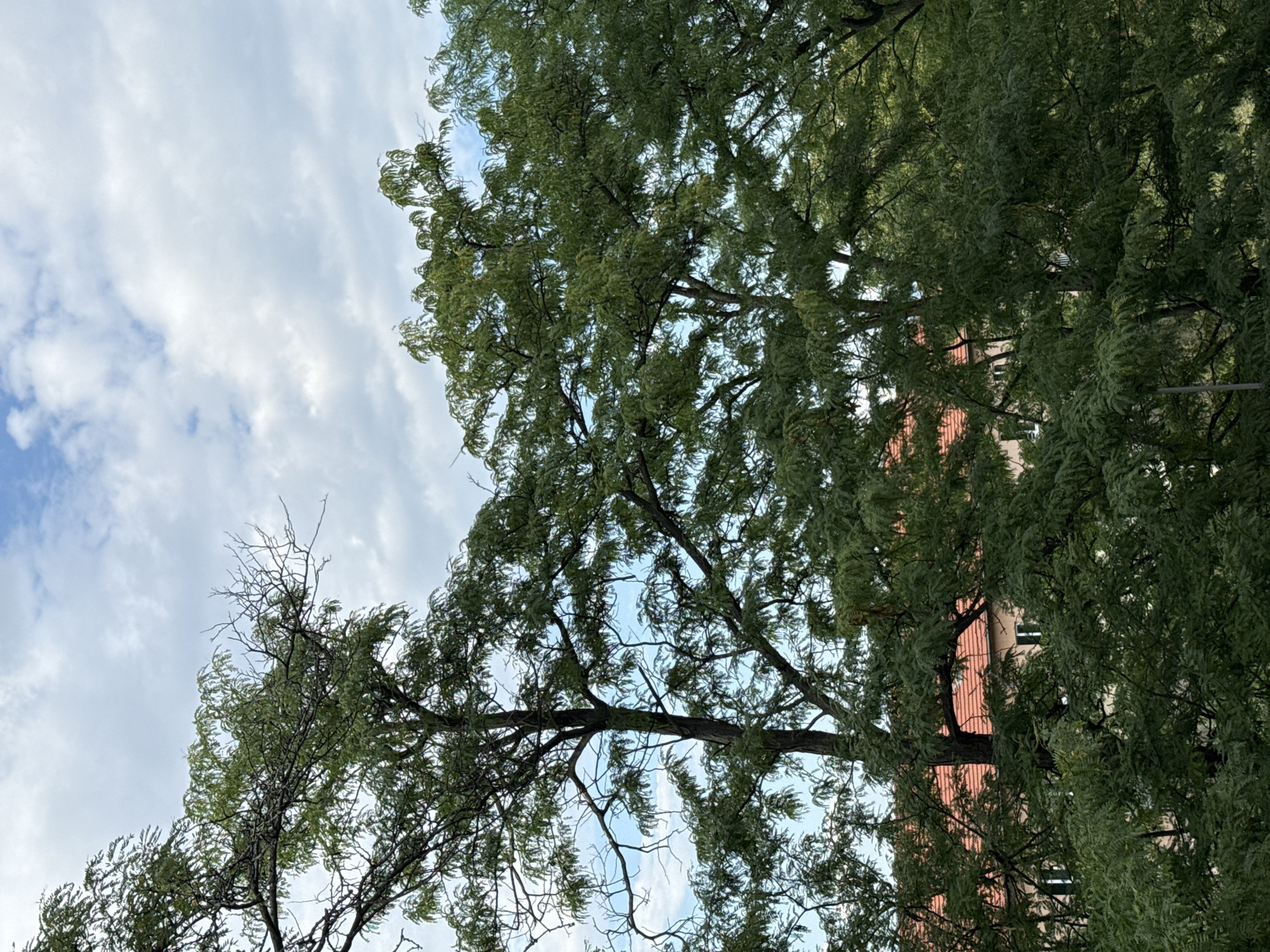 An outdoor, medium shot captures a dense canopy of green foliage from several trees against a partly cloudy sky. The branches of the trees dominate the foreground and mid-ground, with their leaves creating a textured, layered effect. Peeking through the leaves in the lower half of the image is a building with a red-tiled roof. The architecture suggests it is likely a residential building or an older structure. The scene depicts a natural environment partially integrated with urban surroundings, likely within a residential area of Sofia, Bulgaria. The lighting indicates it is daytime, possibly late afternoon, given the softness of the light and the presence of clouds. There are no people visible in the image.