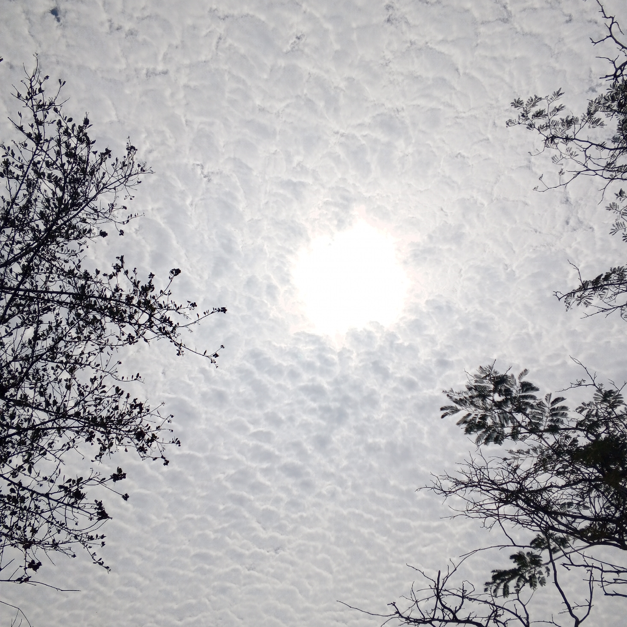 The image, taken from a low angle, shows a sky filled with altocumulus clouds, which are thin, layered clouds with a rippled or puffy appearance. The sun is obscured by a thin layer of these clouds, creating a bright, diffused light in the center of the frame. Silhouetted branches and foliage of trees are visible in the upper left and lower right corners, partially framing the sky. The city and location are unknown.