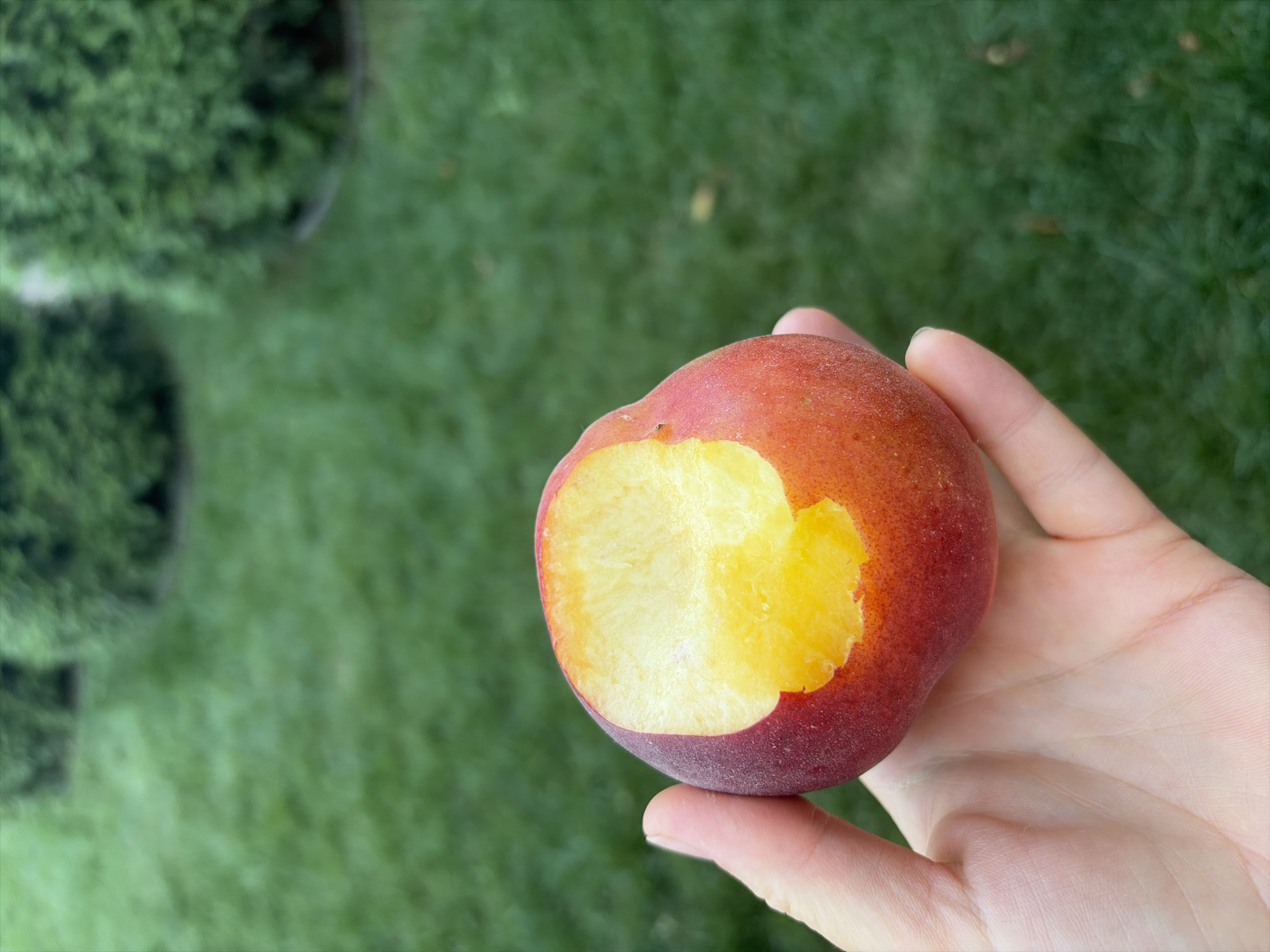 A person's hand holds a partially eaten peach outdoors. The peach is predominantly red with a gradient to yellow on the bitten side. The flesh of the peach is bright yellow. The background consists of a lush green lawn with blurred evergreen bushes. The scene suggests a casual outdoor setting, possibly a backyard in Oxentea, Moldova.