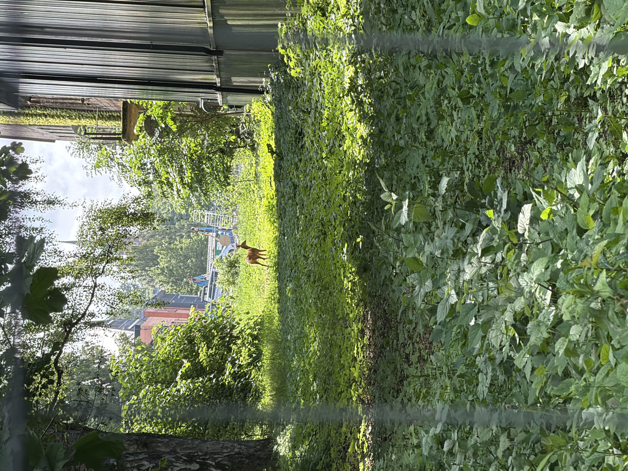 This image depicts a natural and built environment in Horten, Norway, viewed through what appears to be a slightly obstructed pane or fence, indicated by vertical blurred streaks.
In the foreground, dense green ground cover dominates the lower half of the frame, consisting of various leafy plants, some in shadow and some illuminated by sunlight.
Mid-ground, a small, reddish-brown deer stands on four legs, facing towards the right side of the frame in a sunlit patch of grass. Its head is turned slightly to the right. To the left of the deer, a portion of a large tree trunk with textured bark is visible. The ground cover transitions from dense foliage to more open grassy areas in this section, interspersed with shadowed areas under trees.
In the background, several structures are visible through and above the tree line. To the left, a building with a reddish-orange lower section and a darker upper section featuring pointed roof elements or spires is partially obscured by foliage. Further back, light blue and white structures, consistent with parts of an amusement park ride (possibly a roller coaster), are visible. A ladder or scaffolding is also present on the far left background. To the right, a multi-story building covered in bright green ivy is seen, featuring a small concrete balcony or platform. Adjacent to this, on the far right, a tall, vertical wall made of corrugated grey-green metal extends upwards. The scene is illuminated by strong sunlight, creating distinct highlights on the foliage and the deer, and casting shadows. No people are visible.