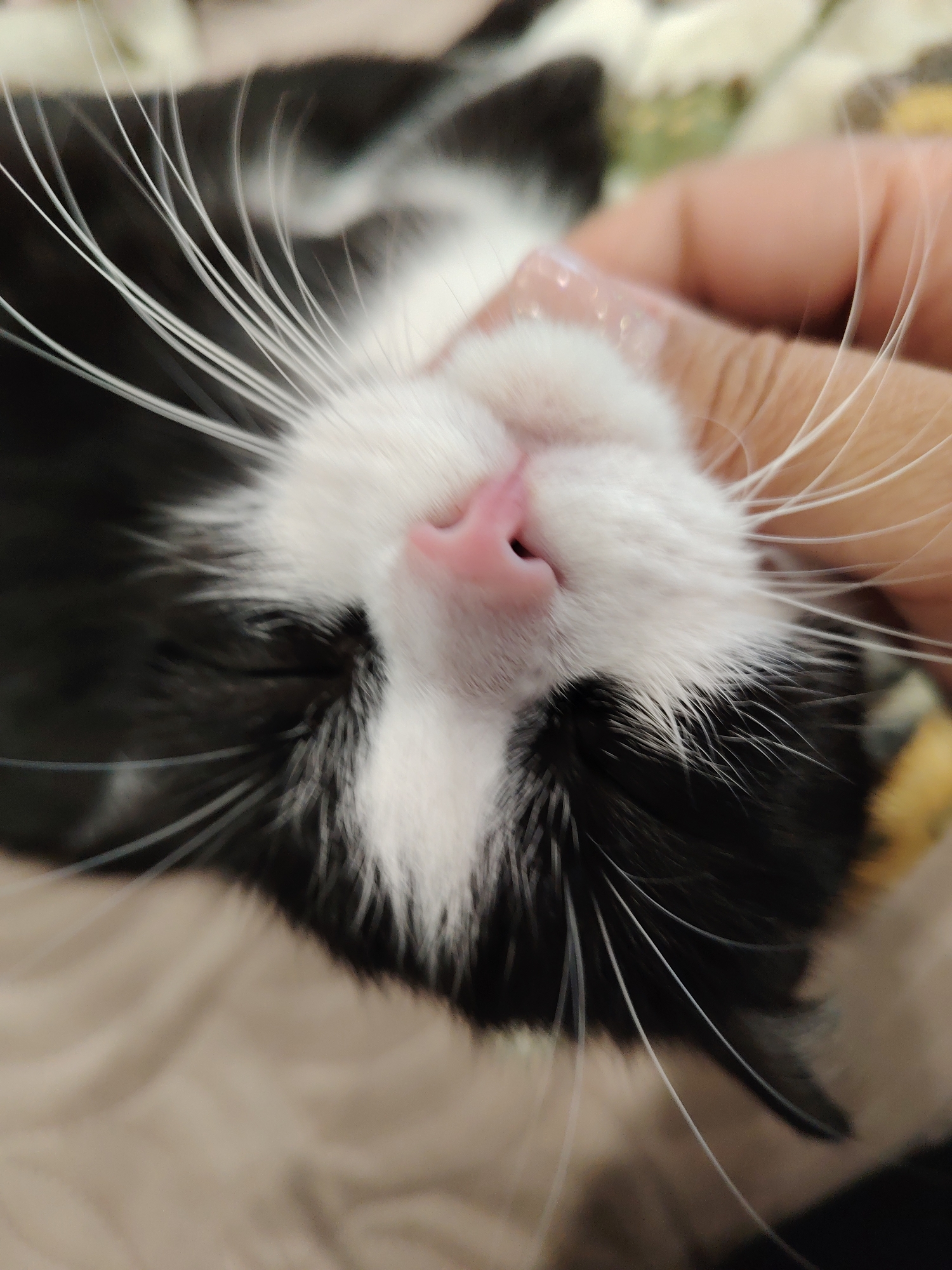 The image is a close-up, low-angle shot of a black and white cat's face. The cat's nose is pink and slightly wet, and its whiskers are long and white. A human finger, with painted fingernails, is gently touching the cat's cheek, holding its head. The cat appears to be relaxed or asleep, with its eyes closed. The background is blurred, suggesting a soft surface such as a blanket or pillow, in muted, earthy tones. The lighting is soft and diffused, highlighting the texture of the cat's fur and whiskers. There is no discernible information that would allow for the identification of a specific location in the city of Novosibirsk, Russia.