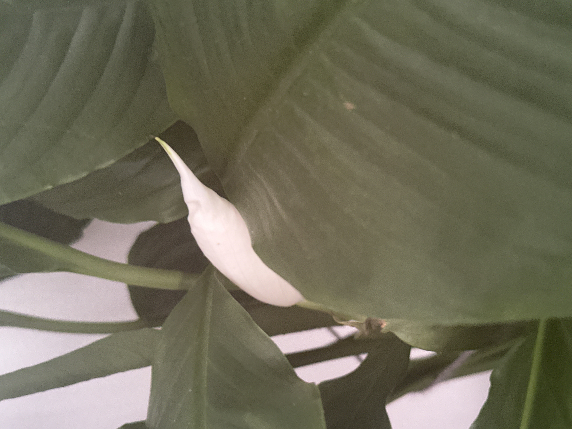 The image shows a close-up of a peace lily plant with a white spathe emerging from behind a large, dark green leaf. The spathe is elongated and pointed, with a slight curve. The leaves are broad and glossy, with visible veins. The background is a soft, light pinkish-white, suggesting an indoor environment. There is no indication of the location in the city of Znamya Oktyabrya, Russia, as the image solely focuses on the plant.