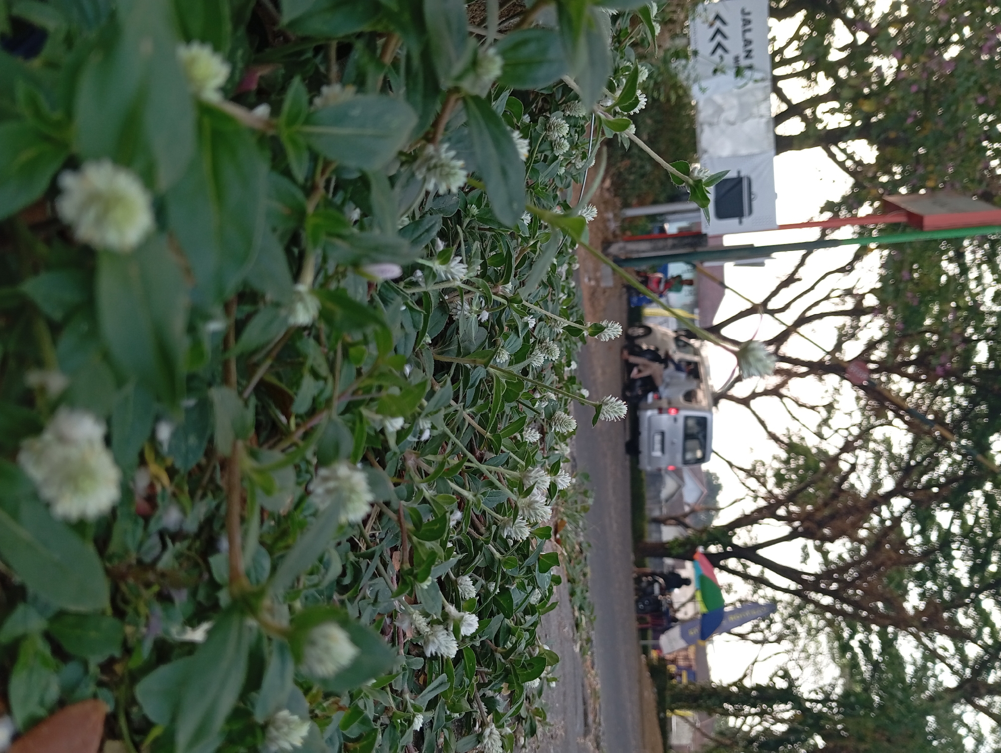 The image is a low-angle shot of a dense ground cover of green foliage with small, white, spherical flower clusters, likely taken in Bulukandang, Indonesia. In the background, a paved road is visible, with a silver van parked on the side. Further back, several trees with a distinctive branching pattern are present, and some people are seen standing near a motorcycle under a colorful umbrella. A signpost with red and green elements is also visible to the left of the trees. The lighting suggests it is either early morning or late afternoon.