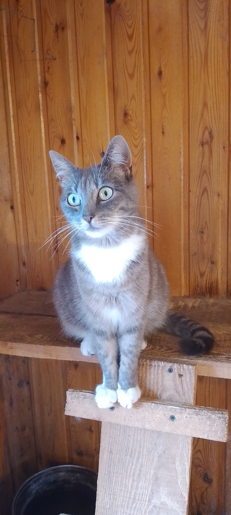 A grey and white domestic cat sits on a wooden shelf, looking to its left with bright green eyes. The cat is positioned centrally in the frame, with its front paws neatly tucked beneath its chest. Its fur is a mix of grey tabby markings and white patches, notably on its chest and paws. The background consists of vertical wooden planks, suggesting an indoor or sheltered outdoor environment. The shelf the cat is sitting on is made of weathered wood, with another piece of wood support visible below it, secured by screws. A dark, cylindrical object, possibly a bucket, is partially visible in the lower left corner of the image. The lighting is moderate, illuminating the cat and its surroundings.