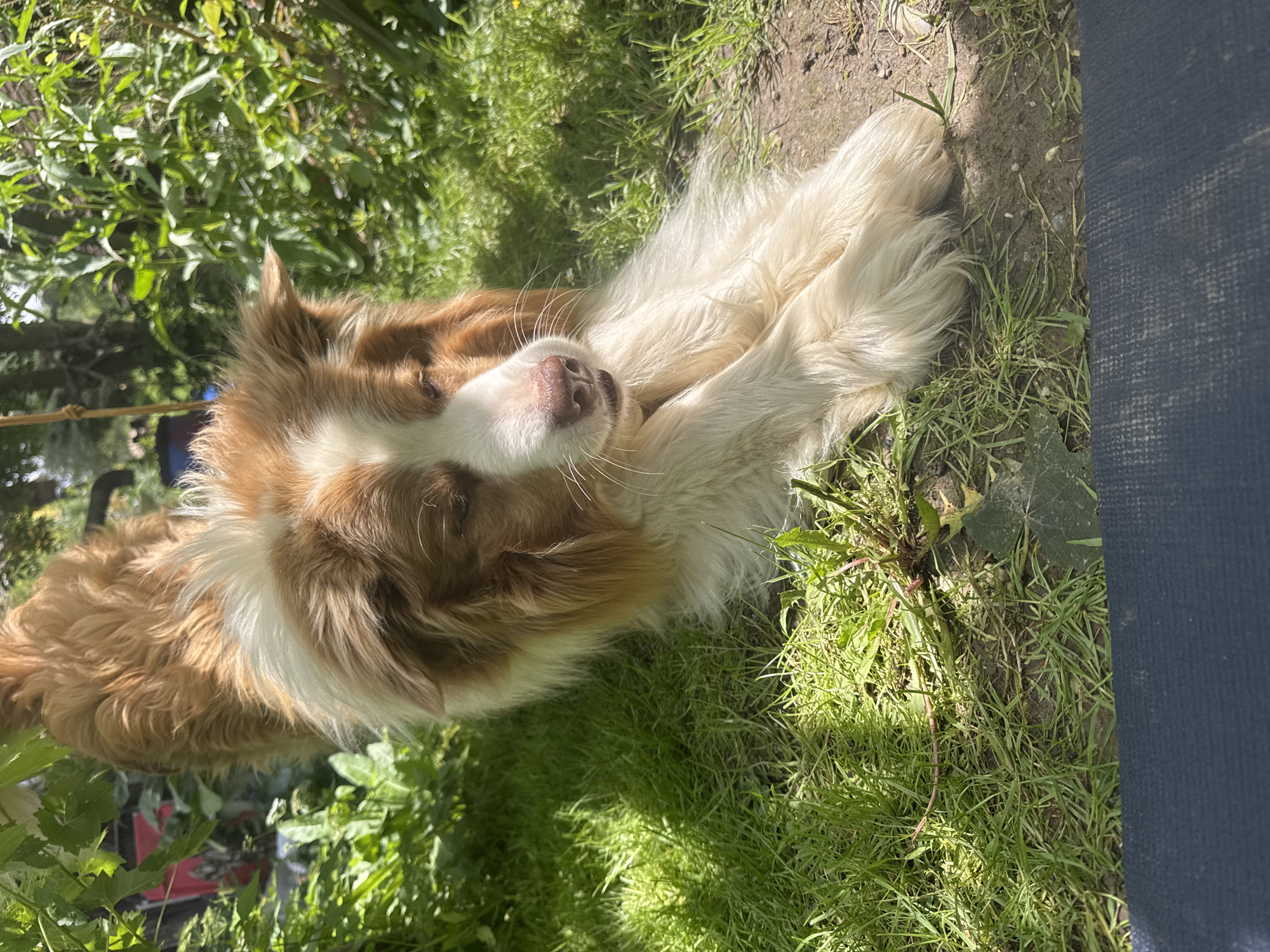 In an outdoor setting, a red and white Border Collie is in a downward dog pose, stretching on grassy ground. The dog's fur is a mix of reddish-brown and white. The background is filled with lush green foliage and trees, suggesting a natural environment. Sunlight filters through the leaves, casting shadows on the ground. A dark blue object, possibly a mat or fabric, is visible in the foreground. The scene appears to be in a backyard or park.