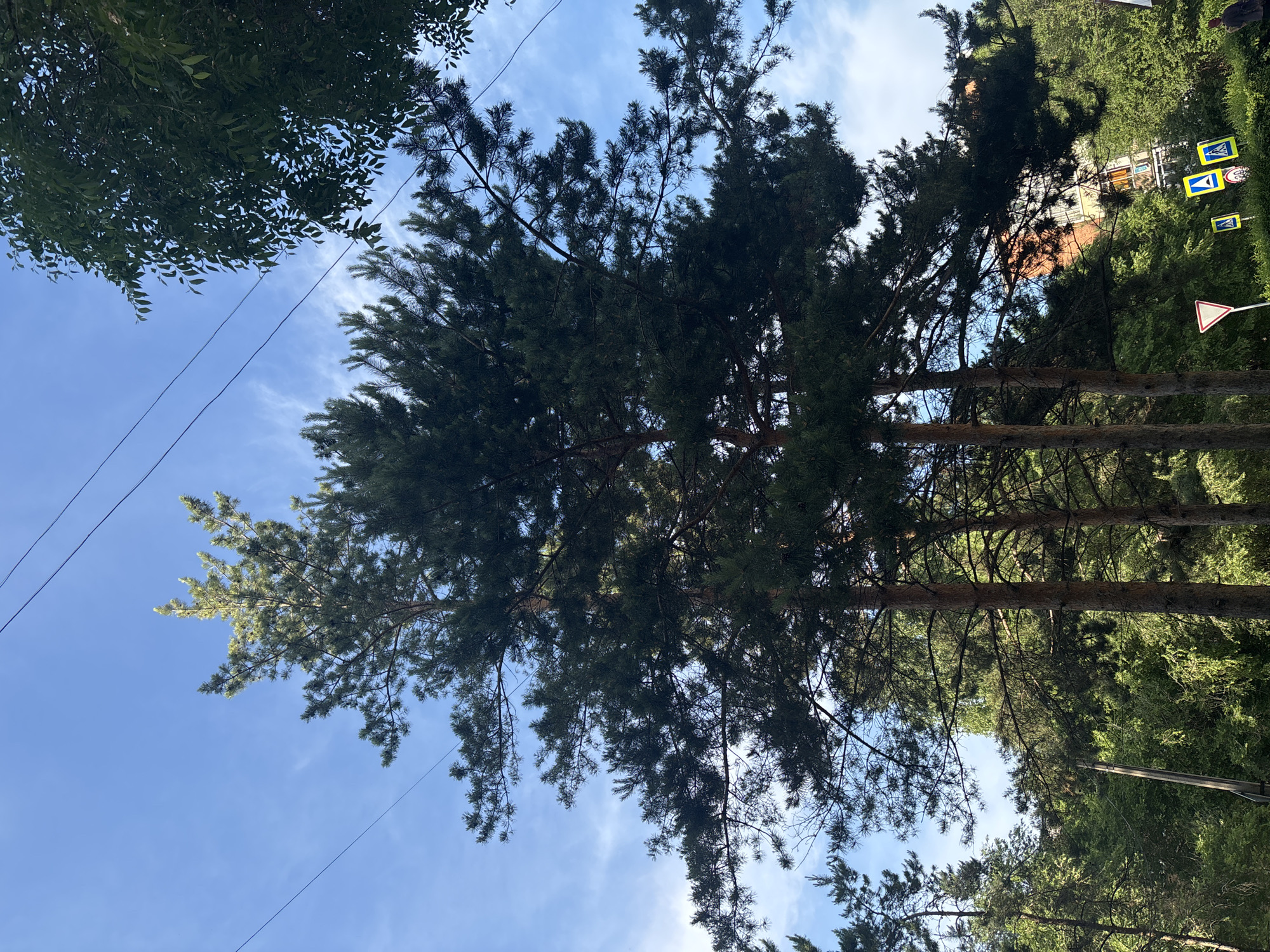 This is a photograph taken in the city of Inskoy, Russia, on a clear day with a blue sky and scattered white clouds. The image primarily features several tall pine trees in the foreground, their dark green needles silhouetted against the sky. Power lines are visible stretching horizontally across the upper portion of the frame. In the background, behind the trees, there are glimpses of a multi-story brick building and more lush green foliage. The lower right corner shows a small portion of a road with several road signs, including pedestrian crossing signs with yellow backgrounds and a white triangular sign with a red border. A person in dark clothing is partially visible on the far right edge of the frame, facing away from the camera. The overall scene depicts an urban environment with significant natural elements.