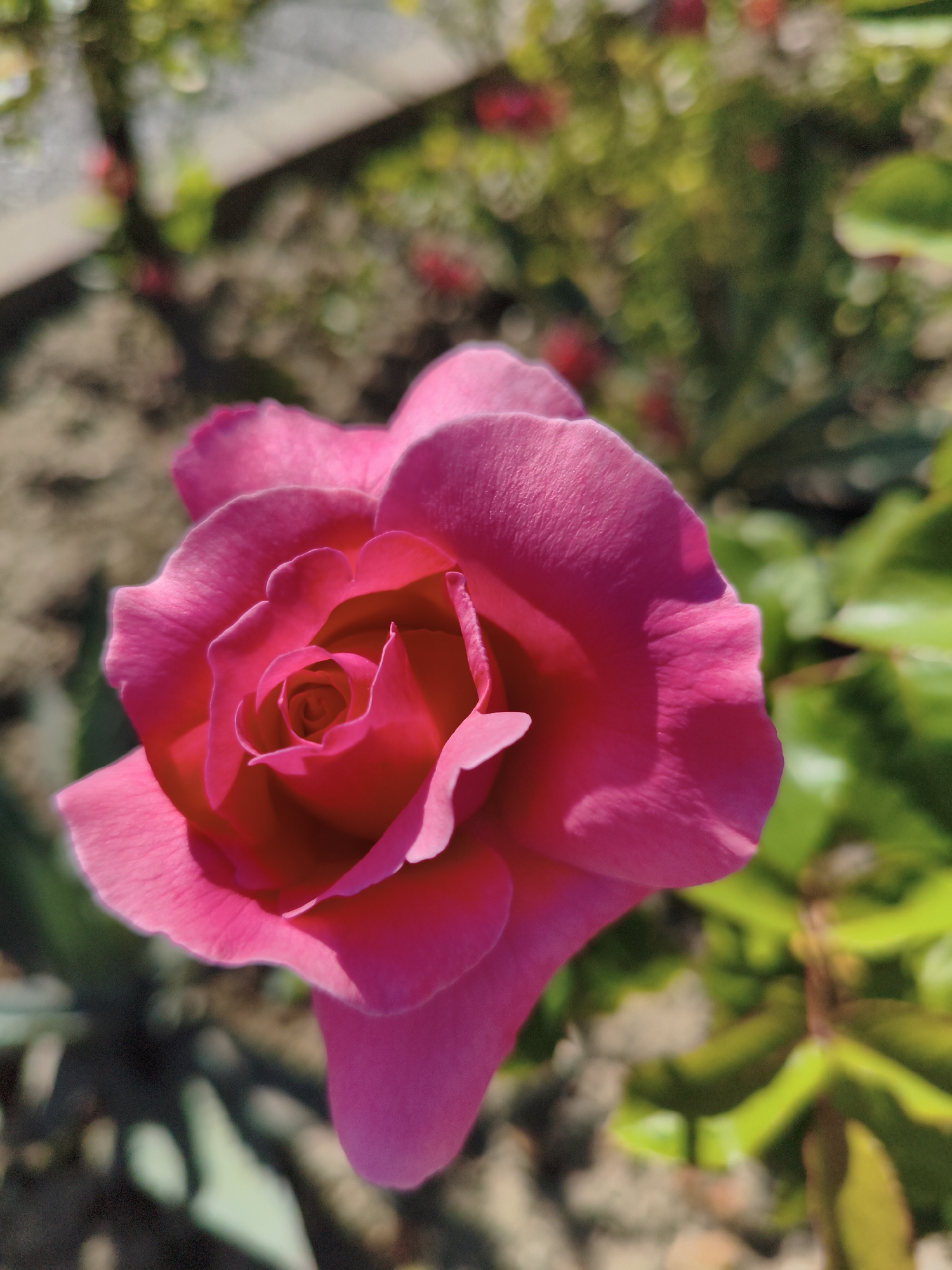 A bright pink rose in full bloom is the central focus of this close-up, eye-level shot taken outdoors. The rose, with its tightly furled center and gently unfurling outer petals, displays a vibrant, saturated hue that catches the sunlight. The background is softly blurred, creating a bokeh effect that emphasizes the rose. Hints of green foliage and the muted tones of soil and a light-colored border are discernible, suggesting a garden setting. The lighting indicates it is daytime, with shadows cast on the rose's petals from the sunlight. The image is sharp on the rose, while the surrounding environment is out of focus. This photograph was taken in Sochi, Russia.