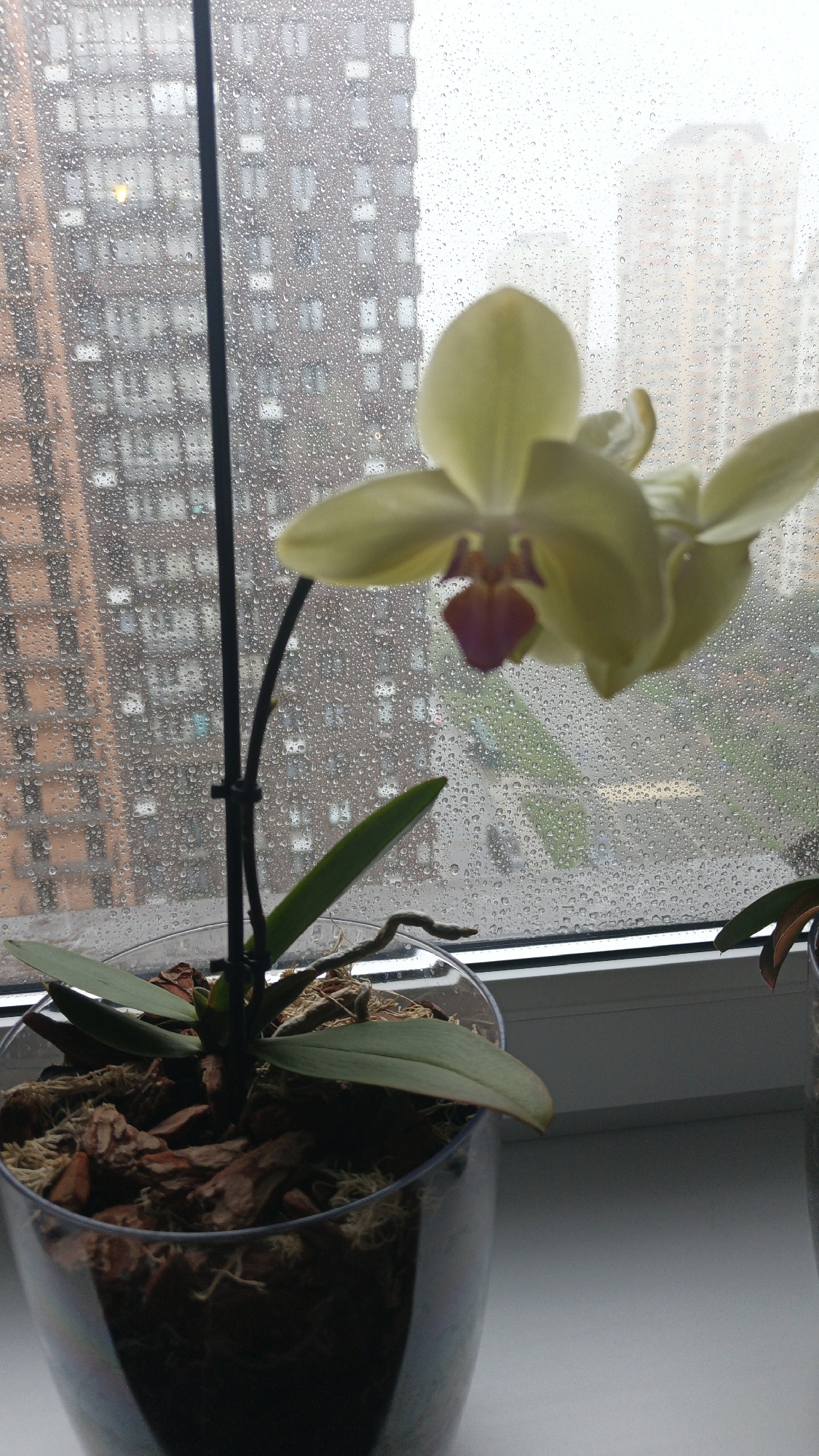 A close-up, high-angle shot shows a pale yellow orchid in a clear plastic pot filled with bark and moss. The orchid is positioned on a windowsill, with its flower and leaves in focus in the foreground. In the background, a rainy window displays water droplets on the glass, obscuring the view of apartment buildings in the city of Balashikha, Russia. The buildings are tall and densely packed, with many windows visible. The overall mood is muted and atmospheric due to the rainy weather.