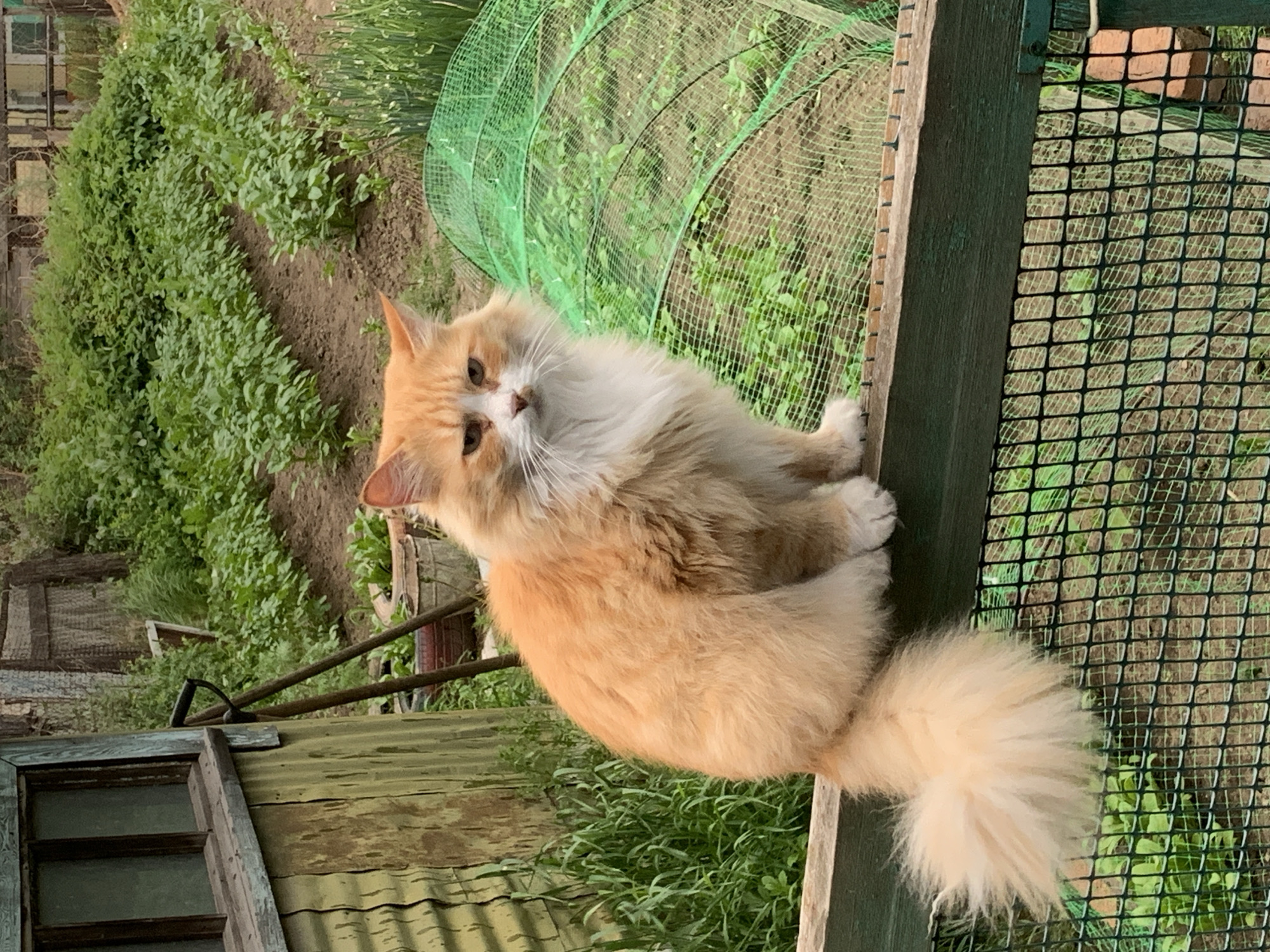 An adult, long-haired, orange and white domestic cat is sitting on a weathered, green-painted wooden fence post. The cat is facing the camera, with its body angled slightly to the right, and its tail curled around its body. The cat has green eyes and a white ruff around its neck. Behind the cat, a garden is visible with rows of green plants, some of which are covered by a green mesh netting. To the left of the cat is a section of a wooden outbuilding with corrugated metal siding painted a faded green. A shovel with a black handle is leaning against the outbuilding. The scene appears to be set in a rural or suburban environment. The location is identified as Belogorsk, Russia, which suggests a temperate climate with distinct seasons. The overall impression is one of a domestic animal in a naturalistic, outdoor setting.