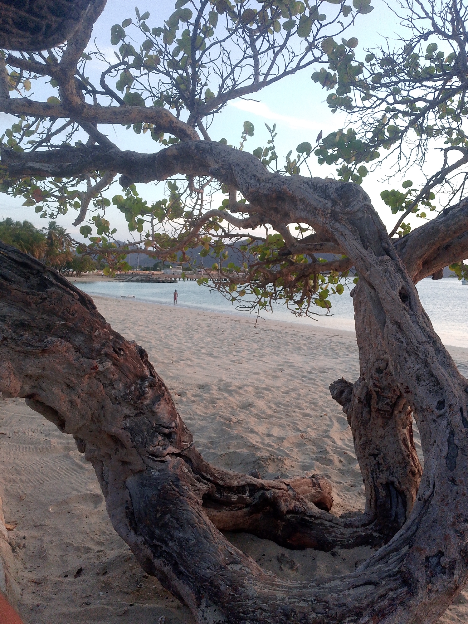This image presents a serene coastal scene in Juan Griego, Venezuela, viewed through the intricate framework of a large, gnarled tree. In the immediate foreground, the thick, twisting branches and trunk of the tree dominate the lower and side portions of the frame, their rough, textured bark showcasing deep crevices and curves. Some branches extend upwards, sparsely covered with small, rounded green leaves, while others are bare, creating an organic canopy.
Through this natural archway, a wide, light-colored sandy beach is visible, stretching towards the calm, pale blue waters of the ocean. A single, distant human figure, appearing small due to perspective, stands in the shallow water near the shoreline, seemingly contemplating the view. In the background, beyond the tranquil water, a line of distant hills or mountains rises under a soft, clear sky with hints of a lighter hue near the horizon. A pier or jetty with some structures extends from the land into the sea on the right side of the background.
The lighting suggests either late afternoon or early evening, casting a gentle, diffused light over the scene and creating a peaceful and somewhat ethereal atmosphere. The overall setting is one of natural beauty and quiet contemplation. There is no visible text in the image.