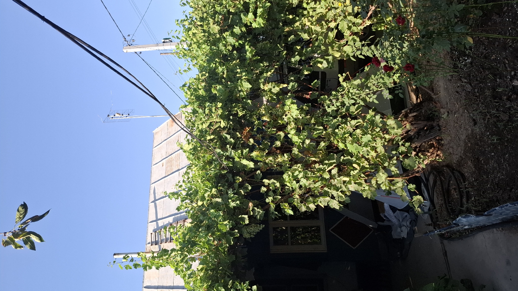 This is a vertical, medium-shot, outdoor photograph taken on a sunny day in the city of Shubarssu, Kazakhstan. The scene depicts a house with a grape vine growing over its roof. A portion of a building with a metal roof and a visible chimney is on the left, with a small window and some items stored near the entrance. The dense green foliage of the grape vine covers a significant portion of the image, with clusters of light green grapes visible. In the foreground, there is a garden bed with dark soil and some small plants, as well as a coiled black hose. To the right, a rose bush with several red roses is in bloom. Overhead, power lines and a television antenna are visible against a clear blue sky.