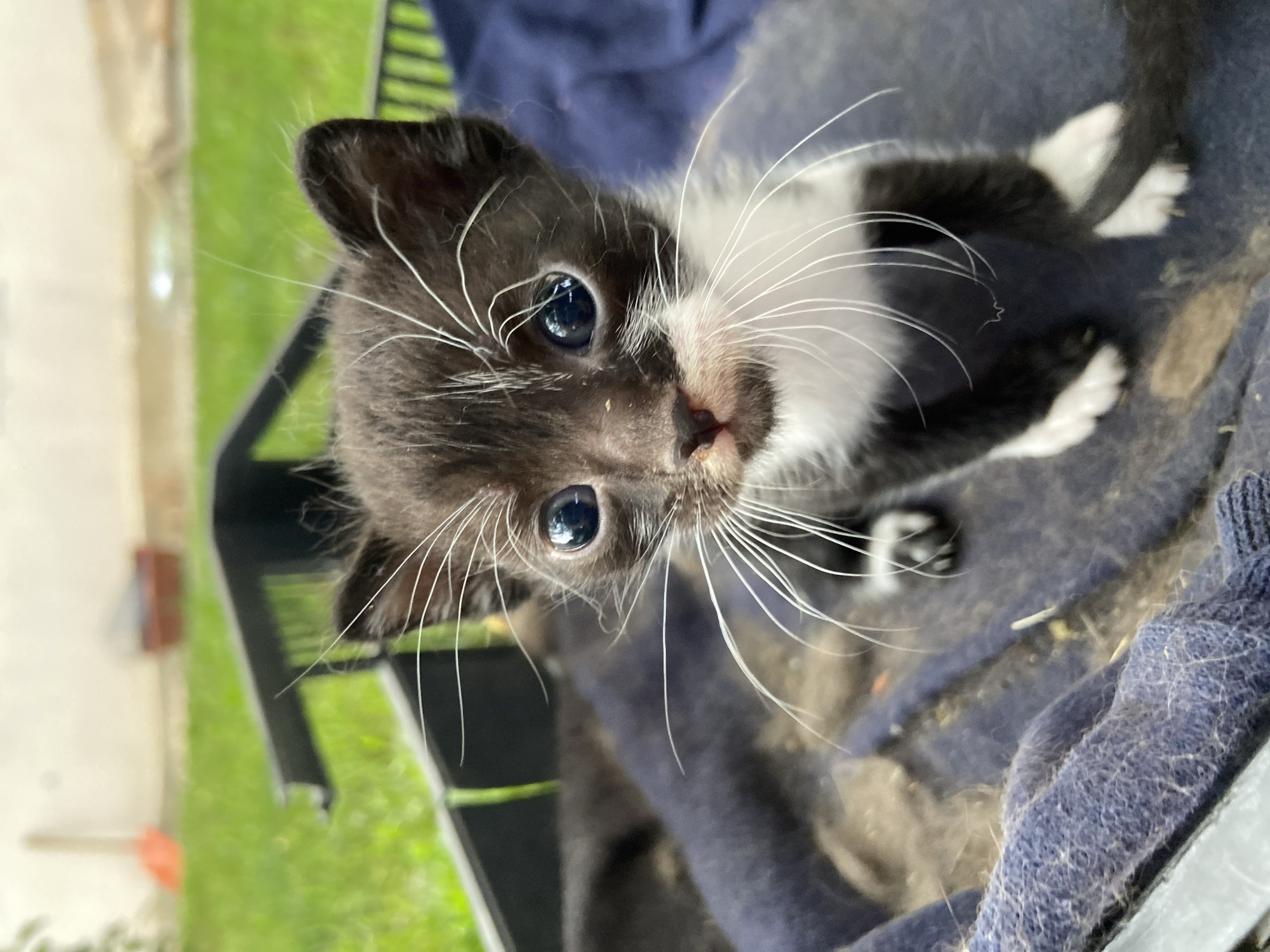 A close-up, brightly lit portrait of a small, black and white tuxedo kitten in what appears to be a cage or carrier, set outdoors in Mindia, Bulgaria. The kitten, which is very young, is positioned on a blue, textured blanket or fabric. Its head is tilted slightly, and it looks directly into the camera with wide, curious blue eyes. The kitten has prominent, long white whiskers and a tiny pink nose. White fur covers its chest, chin, and parts of its face, contrasting with its otherwise black fur. Its small black ears are visible, and hints of its white-mitted paws can be seen.
The background, partially visible through the structure, shows blurry green grass and what might be a light-colored wall or building, suggesting a sunny outdoor environment during the daytime. The blue fabric under the kitten appears slightly worn or has some debris on it. The overall impression is one of an alert and innocent kitten. There is no visible text in the image.