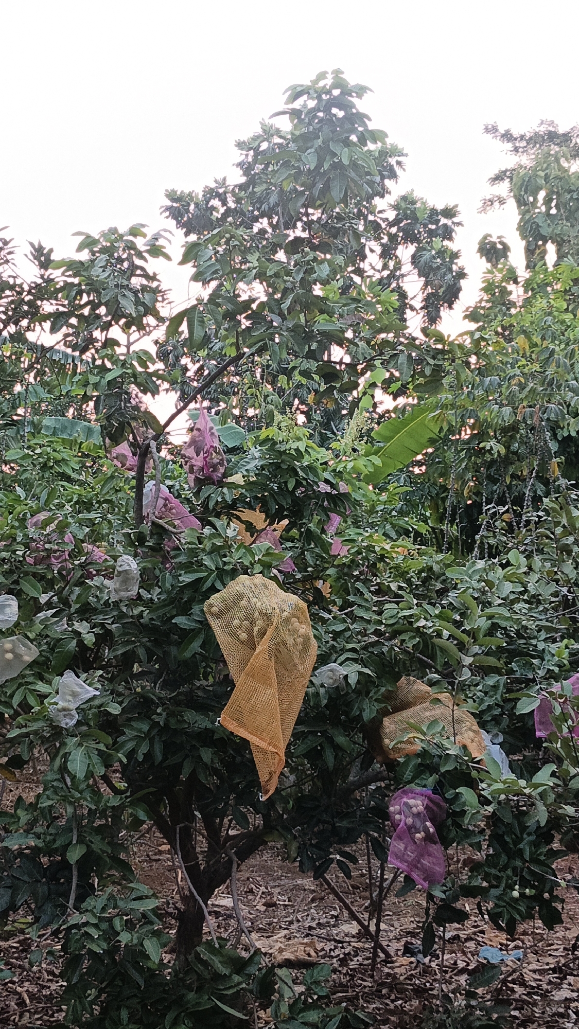The image shows a close-up view of fruit trees, likely in a garden or orchard setting, with some fruits protected by mesh bags. The leaves of the trees are dense and green, and the ground is covered with fallen leaves and dry debris. In the background, there are more trees and foliage, with a bright, overcast sky. Some of the fruits are visible within the bags, appearing to be round and light-colored. The overall impression is one of a carefully cultivated agricultural area.