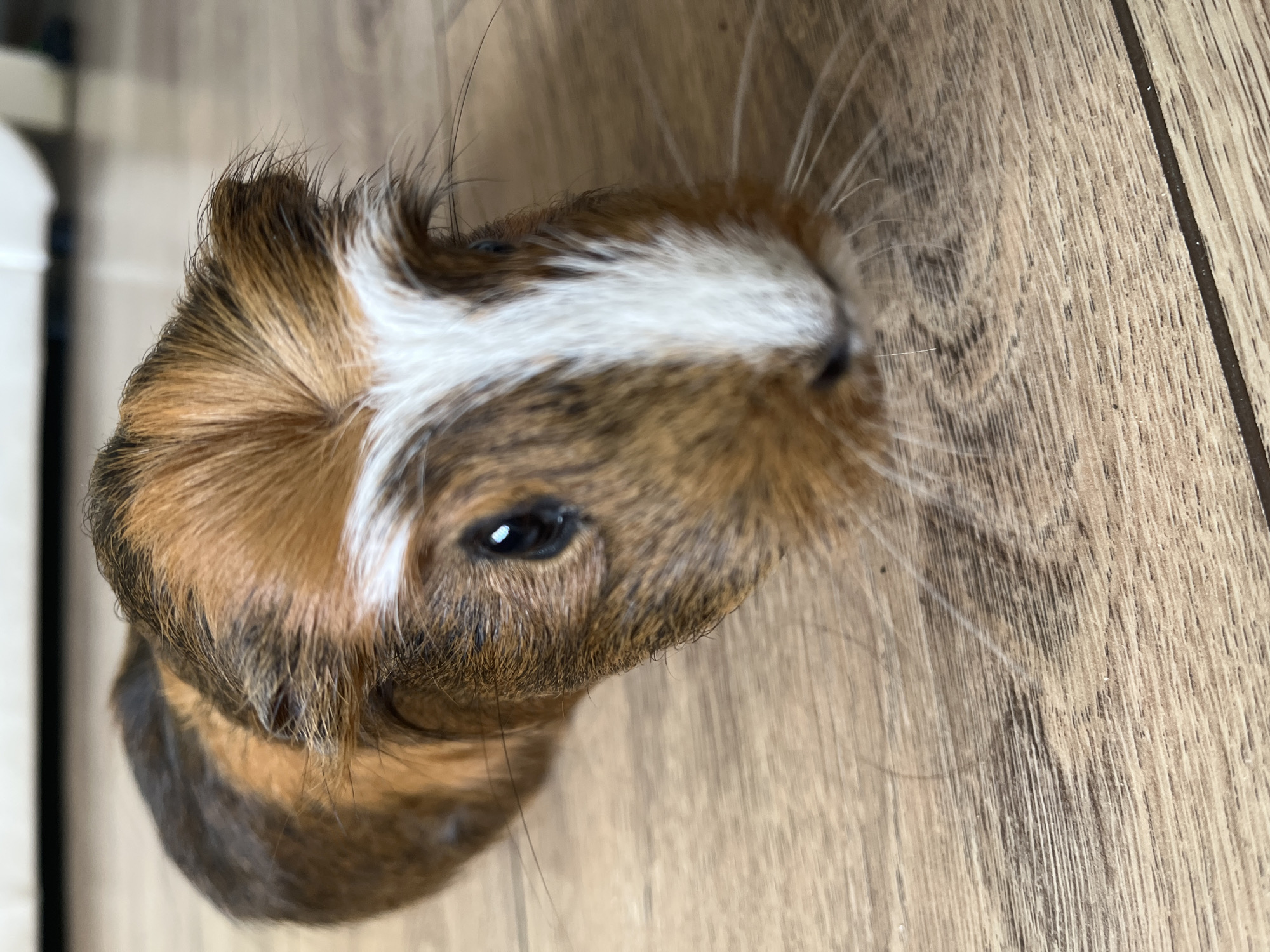 A close-up, indoor shot shows the head and part of the body of a guinea pig. The guinea pig has a distinctive coat with a white stripe running along the top of its head, brown fur on its head and body, and some black fur visible towards the lower portion of the frame. The guinea pig's eye is visible, and its whiskers are prominent. The animal is positioned on a surface that appears to be wooden, with a light brown, textured pattern. A blurred white object is visible in the background on the left.