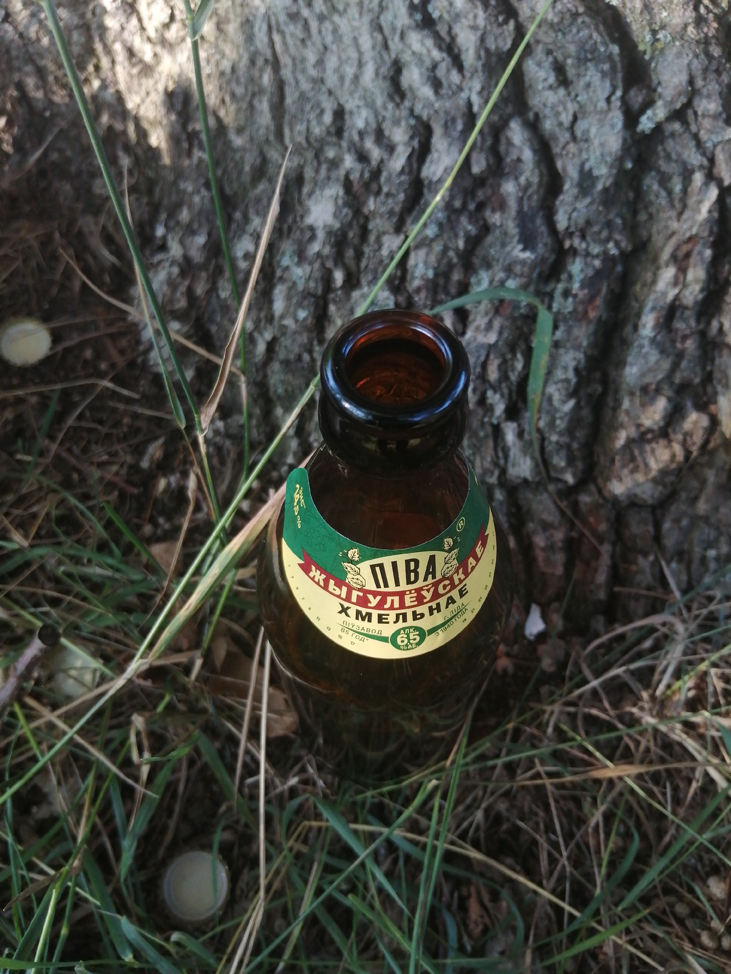 A brown glass bottle of "Zhigulevskoye" beer, with a green and yellow label, is lying on its side amidst grass and tree bark. The label has Cyrillic text which reads "ПИВА ЖИГУЛЕВСКАЯ ХМЕЛЬНАЯ" and the number "65" within a green circle. The bottle is positioned near the base of a large tree with rough bark. Several grass blades and dried leaves are scattered around the bottle and tree. Two bottle caps are visible on the ground, one in the foreground and another further back and to the left. The scene suggests an outdoor setting, possibly a park or wooded area in the city of Slonim, Belarus, given the context provided.