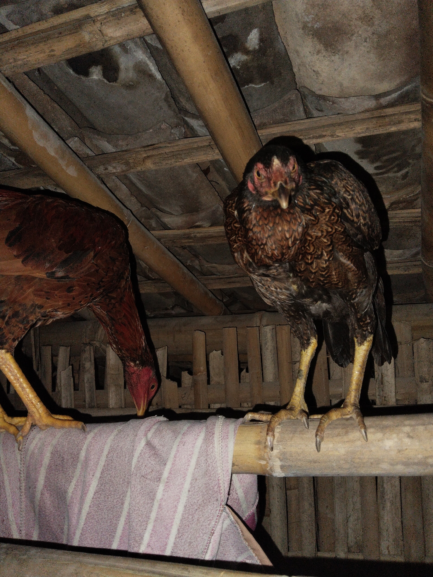 The image displays two chickens perched on bamboo poles within a rustic indoor or covered structure. The chicken on the right, featuring dark brown and patterned feathers with a reddish head, is prominent in the foreground, looking directly at the camera with an intense, alert gaze. Its yellow, scaly legs are wrapped around the bamboo perch. To its left, partially obscured, is another chicken, predominantly reddish-brown, with its head lowered towards a pink and white striped towel draped over another bamboo pole, possibly pecking or inspecting it.
The background reveals a simple construction. Above the chickens, a ceiling or roof made of rough concrete or stone slabs is supported by a network of bamboo beams and slats. More bamboo and wooden slats form a fence-like barrier behind the birds. The lighting is dim, casting significant shadows, indicating an indoor setting, likely in low light conditions such as dusk or night, or within a poorly lit enclosure. There is no visible text in the image.