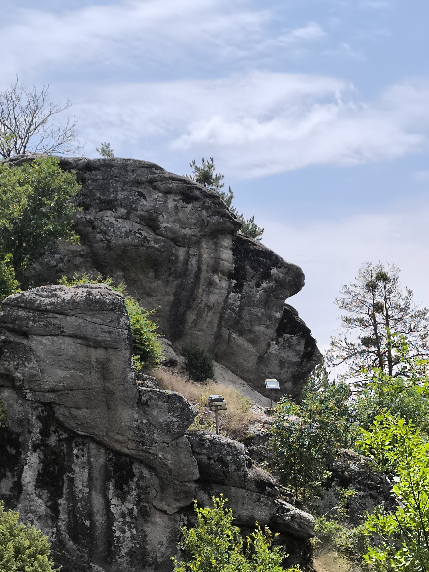 This is a medium shot, eye-level, outdoor, vertical photograph of a large, grey, rocky outcrop in the city of Dolno Drianovo, Bulgaria. The rocks are textured and weathered, with visible cracks and fissures. Green foliage, including trees and bushes, grows around and on the rocks, with some dry grass also present. The sky is partly cloudy with a light blue hue. In the middle ground, there are two small, rectangular signs mounted on poles, one on the left and one on the right. To the right of the rocky outcrop, a tall, bare tree with visible nests or clusters on its branches stands against the sky. The scene appears to be a natural landscape, possibly a park or a hiking area.