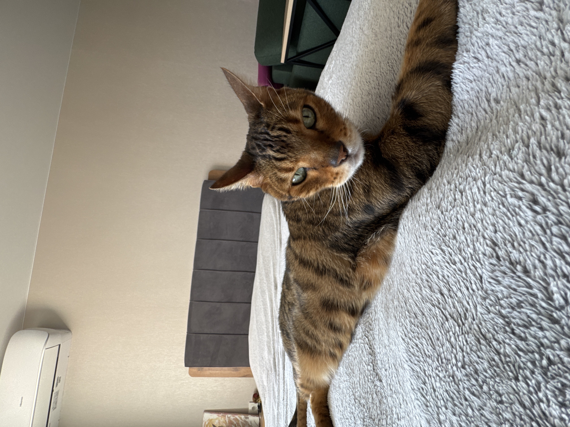 The image features a Bengal cat lying on a bed covered with a light grey, fluffy blanket. The cat has striking green eyes and distinct brown, black, and cream-colored fur with tabby stripes and rosettes. Its head is tilted slightly, and it looks directly at the viewer with an alert and curious expression. One of its front paws is extended upwards, resting on the blanket.
In the background, a light beige wall is visible, meeting a white wall section on the far left. A white, wall-mounted air conditioner unit, with the brand name "Hisense" faintly visible on its side, is mounted on the white wall. Behind the cat, a dark grey headboard with horizontal slatted details can be seen. Further back, a glimpse of green upholstered furniture and a dark wooden frame suggests additional items in the room. The lighting is bright and natural, indicating it is daytime. The setting appears to be an indoor space, likely a bedroom or a cozy living area.