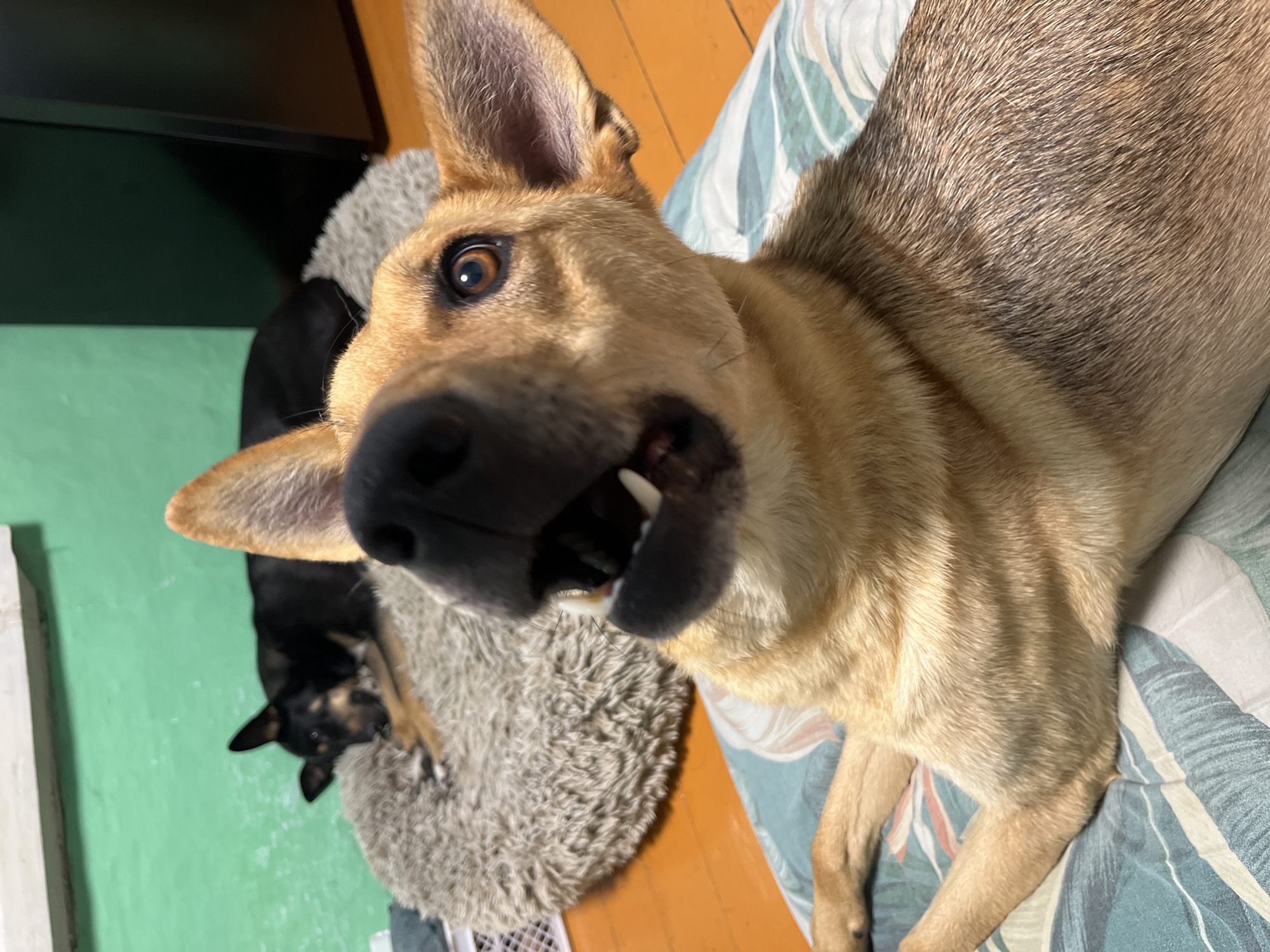 The image shows two dogs in an indoor setting. The prominent subject is a large, tan-colored dog with its mouth open, revealing teeth and tongue. Its eyes are wide and directed towards the camera, giving it an alert and curious expression. This dog is positioned in the foreground, taking up a significant portion of the frame.
Behind the large dog, a smaller black and tan dog is visible, lying down on a fluffy grey mat. This smaller dog appears to be resting or sleeping, with its head turned away from the camera.
The setting appears to be a room with wooden floorboards and a green wall in the background. The large dog is lying on a patterned surface that looks like a bed or a couch, with blue, white, and green stripes. Part of a dark object, possibly a piece of furniture or an appliance, is visible in the upper left corner of the image.
The lighting suggests it could be daytime, but there are no strong indications of natural light. The overall mood is informal and domestic, capturing a candid moment between the two animals. There is no visible text in the image. The location context provided is Nizhny Tagil, Russia, but there are no specific visual cues within the image to confirm or deny this.