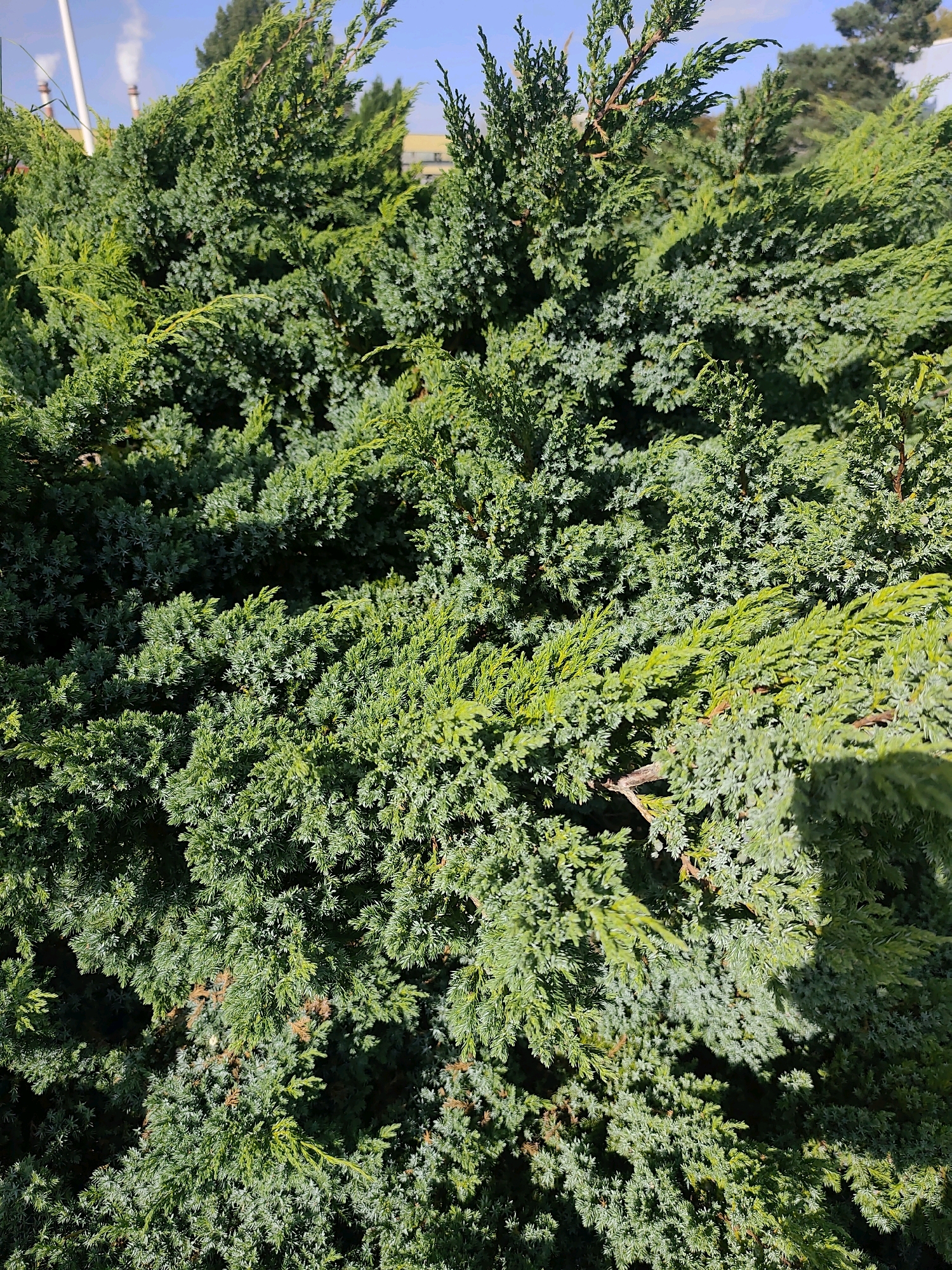 The image is a close-up, full-frame shot of a dense, evergreen shrub, likely a juniper, with a variety of green hues ranging from deep forest green to lighter, almost yellow-green on some of the newer growth. The foliage is textured and appears to be composed of small, scale-like leaves. Some branches are visible, appearing woody and brown. The shrub is illuminated by natural sunlight, creating distinct shadows and highlights on the leaves, suggesting it is outdoors during the day. In the background, out of focus, hints of a sky with some light clouds and what appear to be industrial elements like smokestacks emitting white plumes are visible, suggesting an urban or industrial fringe location. The context of Police, Poland, is provided, indicating this scene is within that city. There are no people or animals visible in the image.