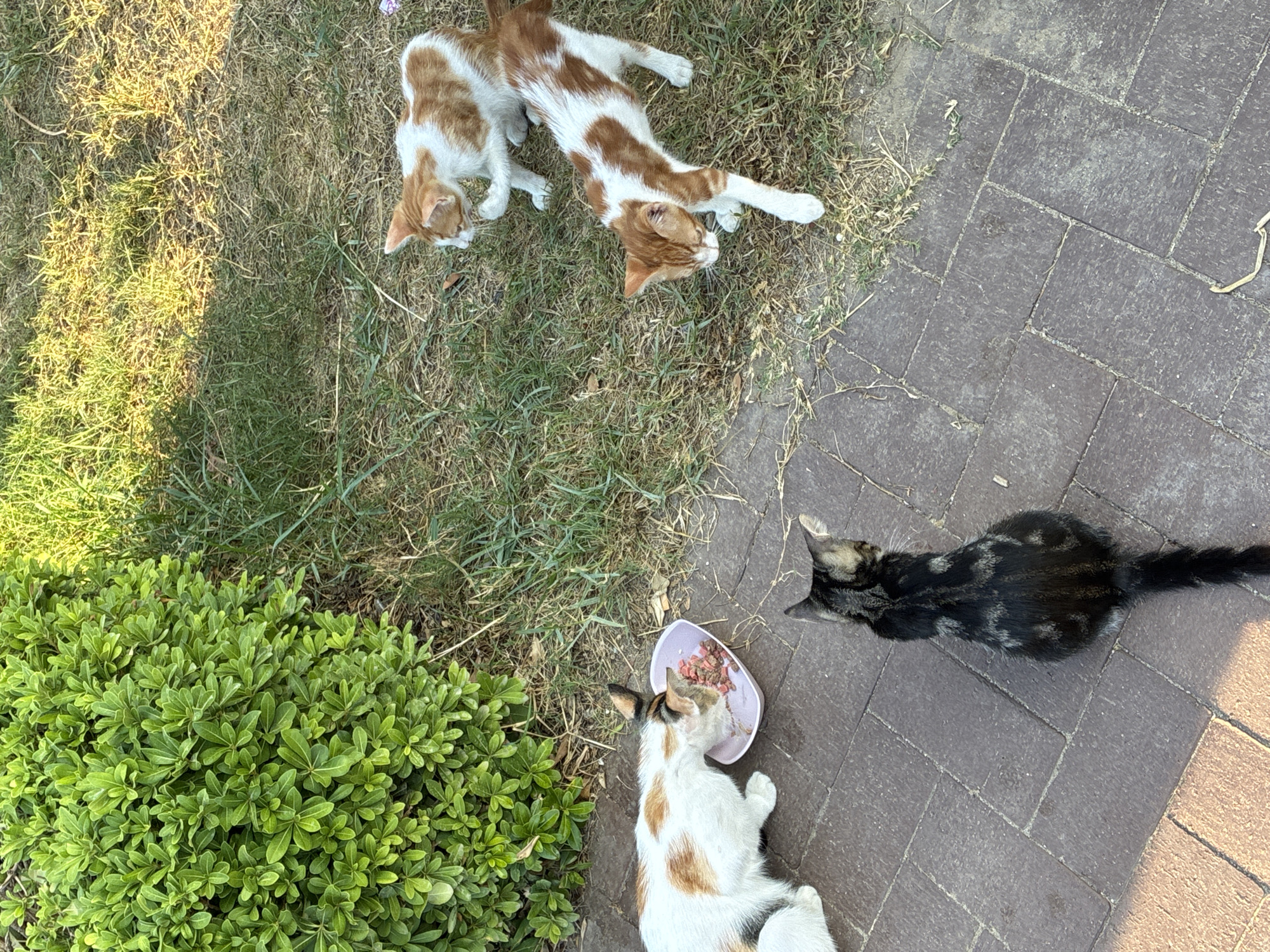Four cats are gathered on a paved area adjacent to a grassy patch and a dense green bush. One cat, a tri-color calico, is actively eating from a pink bowl filled with kibble. Another cat, a black tabby, sits facing away from the camera, observing the scene. Two ginger and white kittens are in the grassy area; one is standing and the other is sitting. The environment appears to be an outdoor urban setting, possibly a residential garden or park in Alanya, Turkey, given the presence of paved walkways, grass, and typical Mediterranean flora. The lighting suggests it is daytime, with sunlight casting shadows on the ground.