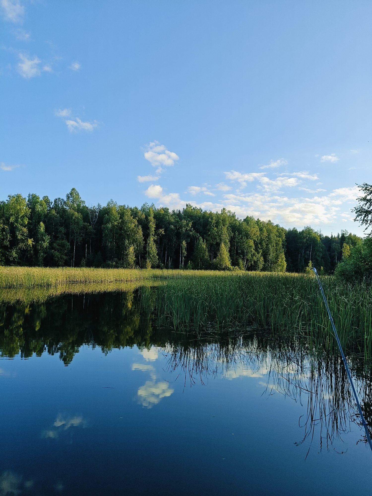 This is a photograph of a body of water, likely a lake or river, bordering a dense forest. The sky is a clear blue with scattered white clouds. Reeds and tall grasses grow along the edge of the water, and their reflections are visible on the still surface. A fishing rod is visible in the lower right corner, angled into the water. The scene appears to be a natural landscape, possibly within the city of Chaykovsky, Russia, given the context of its location. There are no people or animals visible in the image.