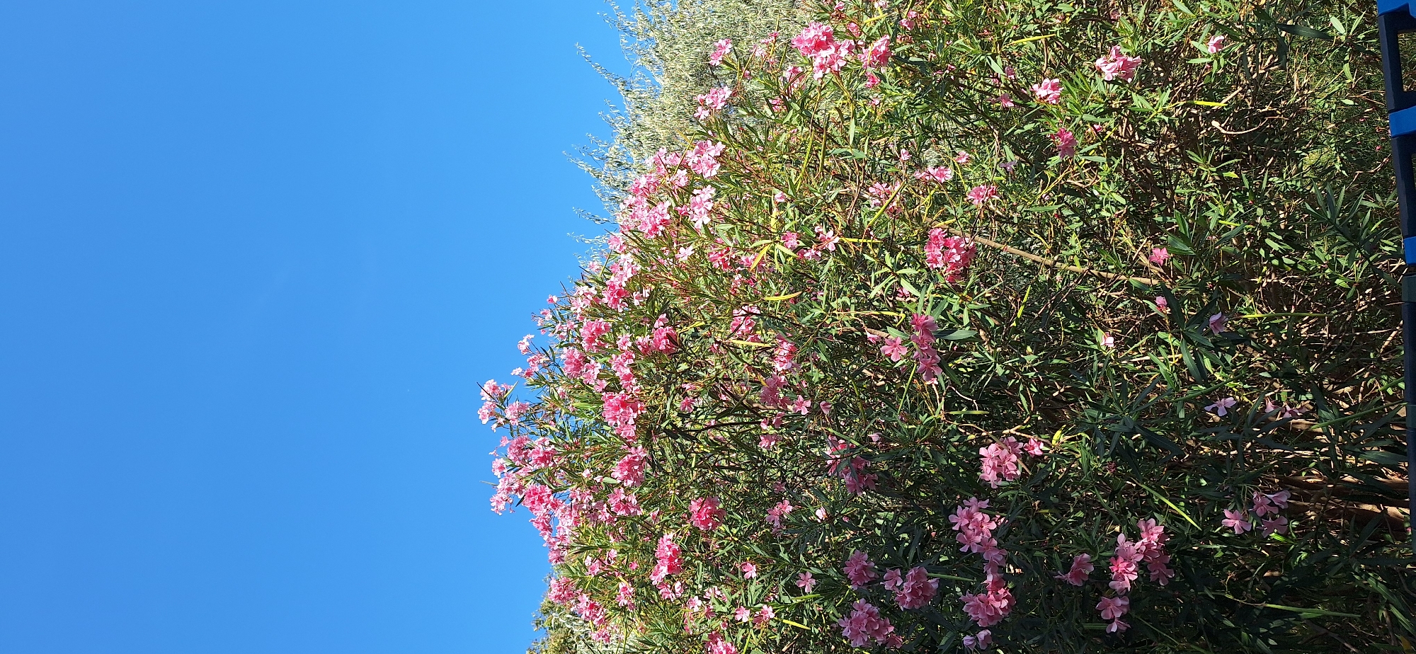 A vertical, medium shot captures a bright blue sky above a dense bush of pink oleander flowers with green leaves. The oleander bush is in the foreground, filling the bottom two-thirds of the frame. To the right of the oleander, and slightly behind it, is a lighter, feathery green foliage, possibly another type of shrub or tree. The image appears to have been taken outdoors during daylight, with clear weather. No people or specific structures are visible, but the scene suggests a natural or garden setting. The location is not specified in the image.