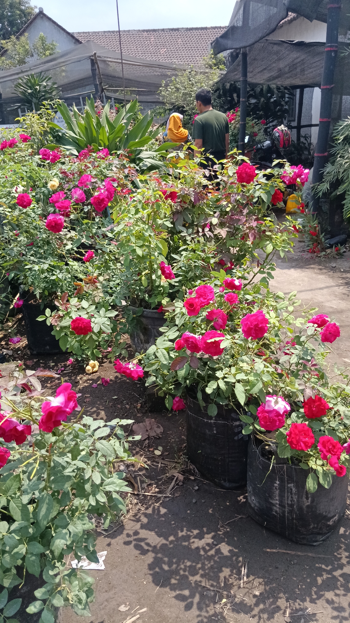 In Kandat, Indonesia, a nursery is filled with an abundance of potted rose bushes. The vibrant pink and red roses are in full bloom, with lush green foliage surrounding them. In the background, two individuals are browsing through the plants. One person, wearing a green t-shirt, stands facing away from the camera, while another, dressed in an orange hijab, is partially visible to their left. The scene is set outdoors, under a bright sky, with shadows cast by the plants and a makeshift canopy overhead. A motorcycle is parked to the right, adding a touch of everyday life to the botanical display.