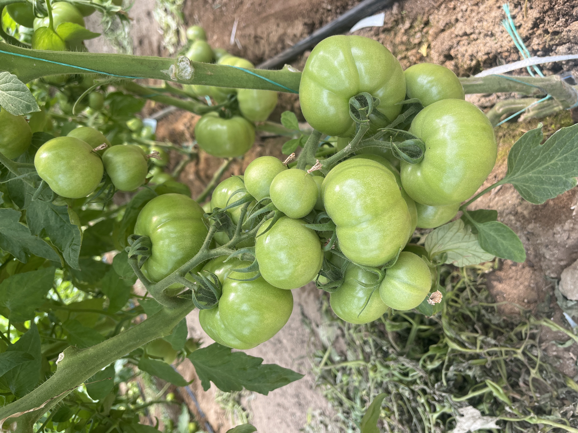 The image shows a close-up of a tomato plant laden with green, unripe tomatoes. The tomatoes are clustered in bunches of varying sizes. The plant is supported by a green wire or string, visible on the stem. The background consists of soil and some dry, decaying plant matter. The location is specified as Lebnitsa, Bulgaria, though this cannot be verified from the image itself. There are no people visible in the image.