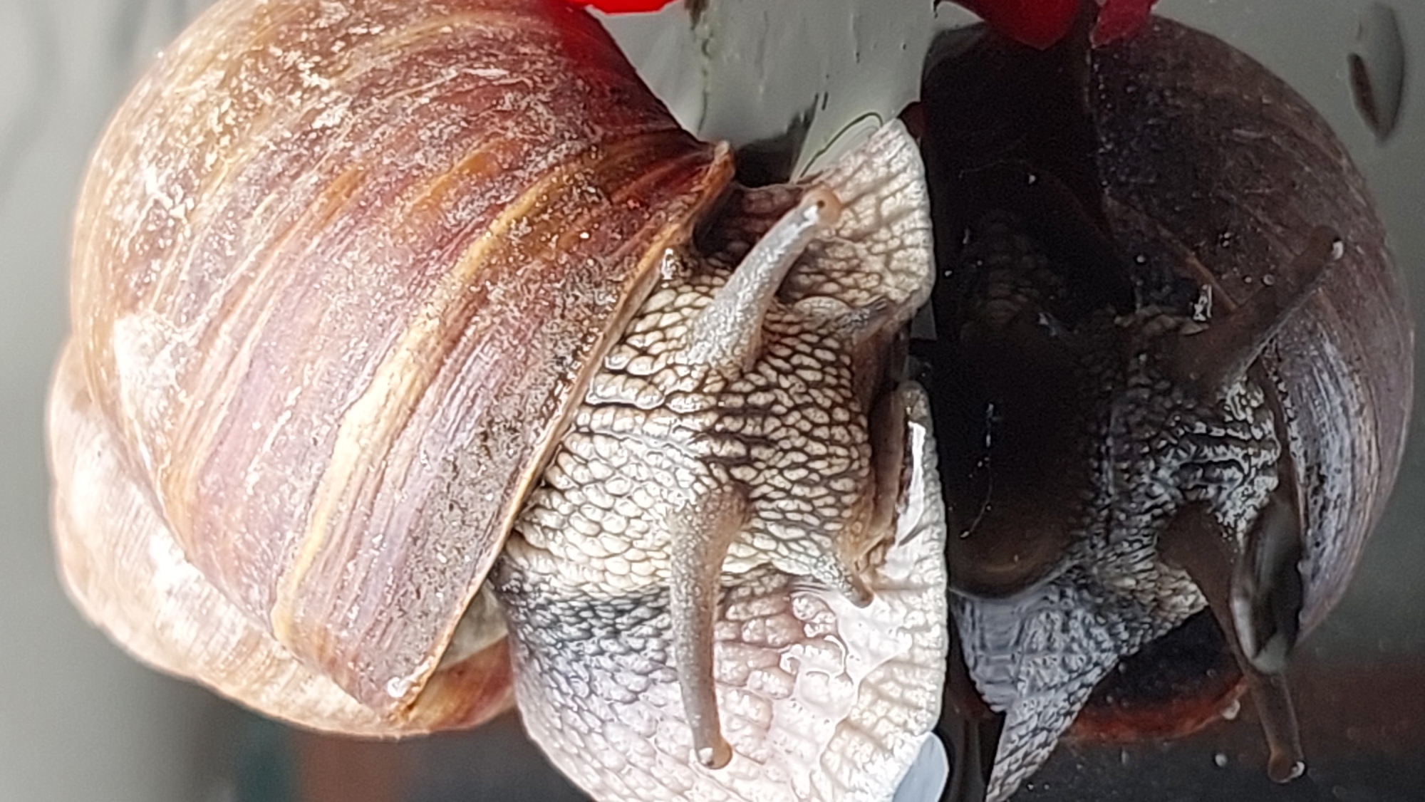 A close-up, vertical shot shows a large snail with a textured, brown and beige shell. The snail's body, a pale, textured grey, emerges from the shell. Two eye stalks with small tips are extended forward. The snail is positioned on a dark, reflective surface, possibly water, which creates a mirrored image below it. The background is blurred, with hints of grey and possibly some red from an out-of-focus object. The snail is the primary subject and occupies most of the frame.
