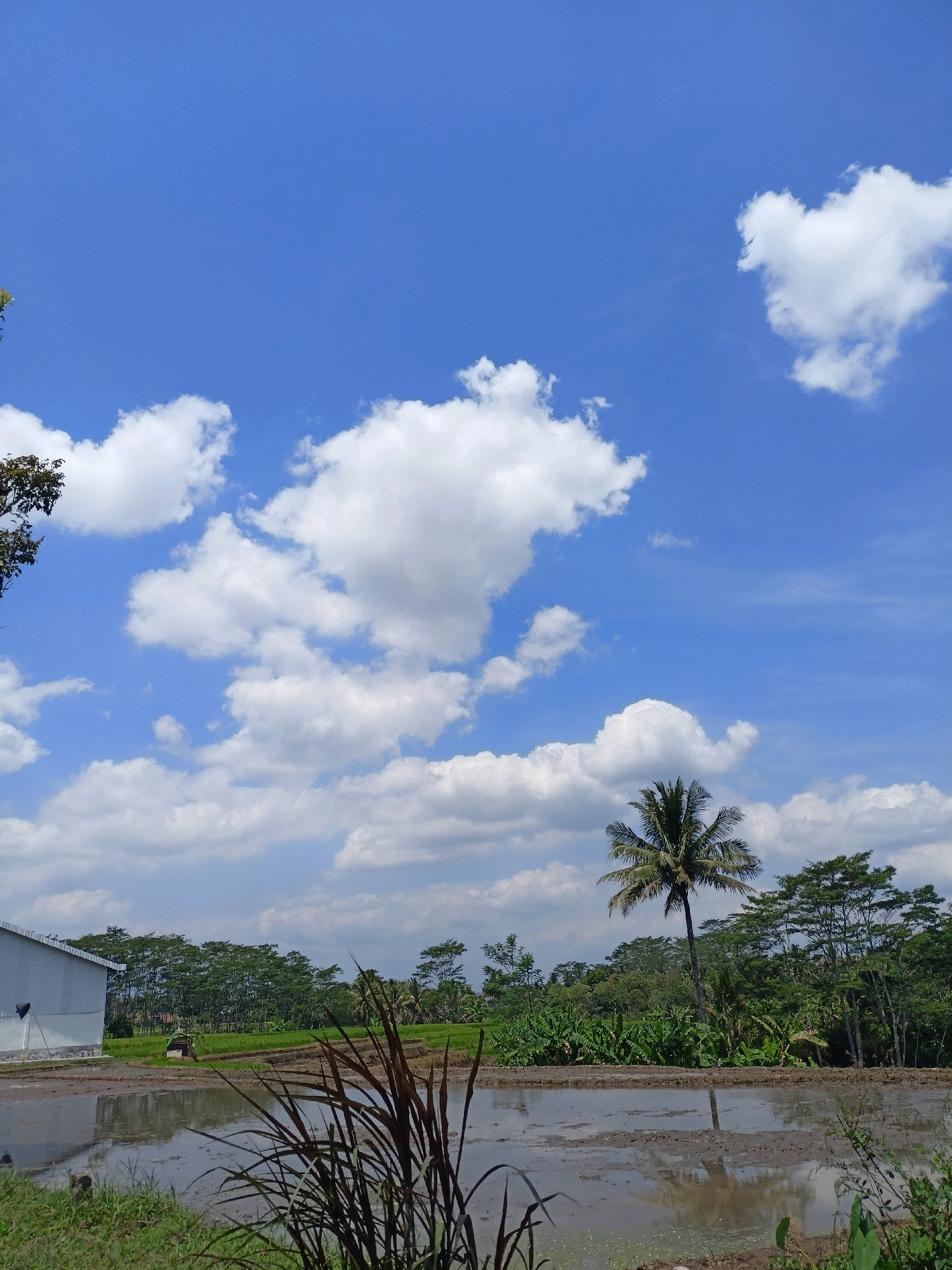 In Payaman, Indonesia, a tranquil rural scene unfolds under a vibrant blue sky dotted with fluffy white clouds. The foreground is dominated by a muddy rice paddy, its surface reflecting the surrounding environment. Tall, dark reeds grow at the edge of the paddy, adding a natural texture to the scene.
To the left of the paddy, a simple white building with a grey metal roof stands prominently. Its exterior appears clean and functional. Adjacent to the building, a patch of green grass can be seen. Further back, a small tractor is visible in the distance, hinting at agricultural activity.
The middle ground is a lush expanse of green, comprised of rice fields and a dense line of trees that form a natural border. Among these trees, a tall coconut palm tree stands out, its fronds swaying gently in the breeze. The foliage is varied, with different shades of green indicating diverse plant life.
The sky is a dominant element, a vast expanse of clear blue interrupted by scattered, white cumulus clouds. The lighting suggests it is daytime, likely mid-morning or afternoon, with the sun casting soft shadows. The overall impression is one of peace and natural beauty, characteristic of the Indonesian countryside.