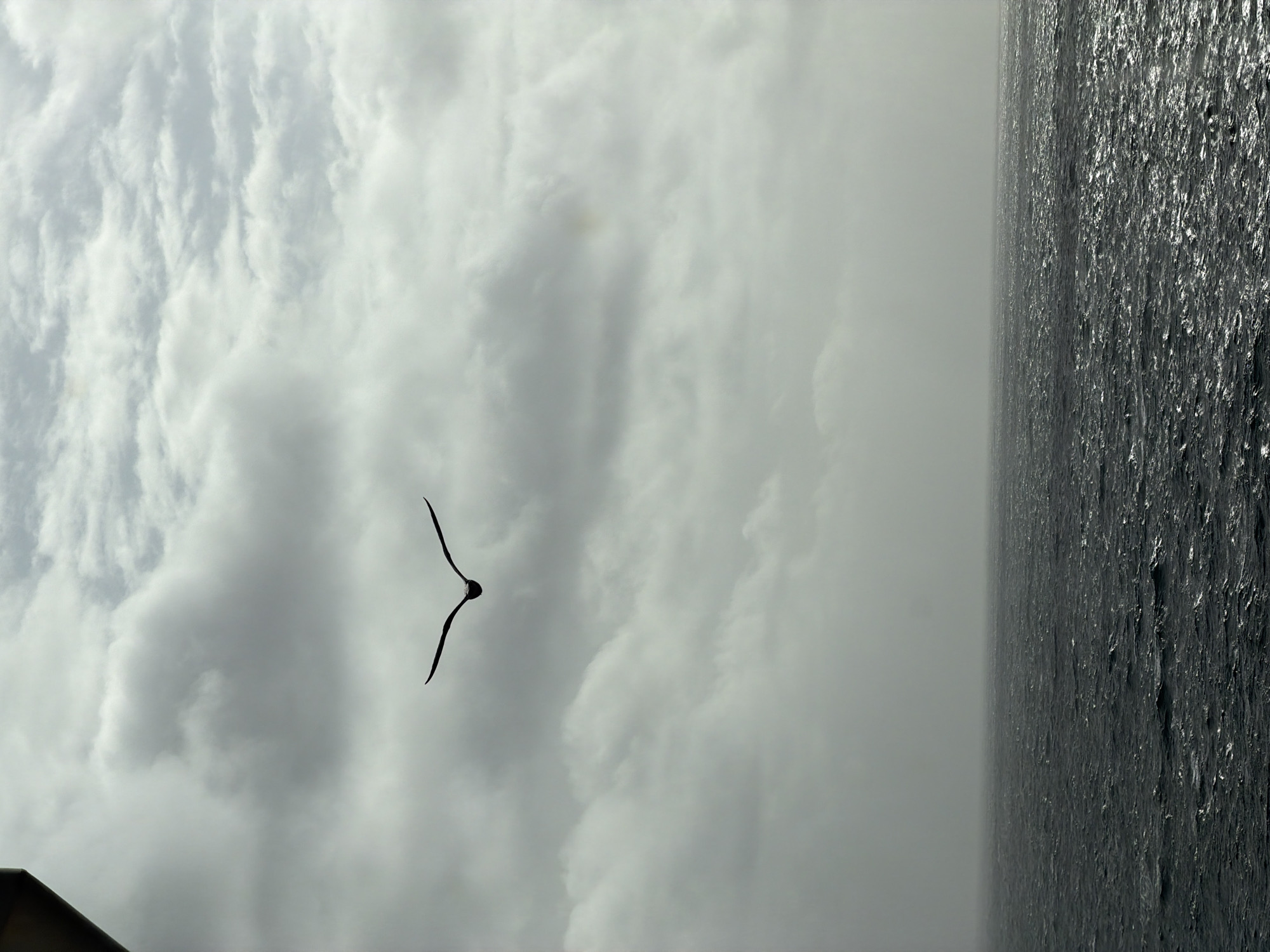 A bird soars against a backdrop of grey, cloud-filled sky, near a body of water. The location is unknown.